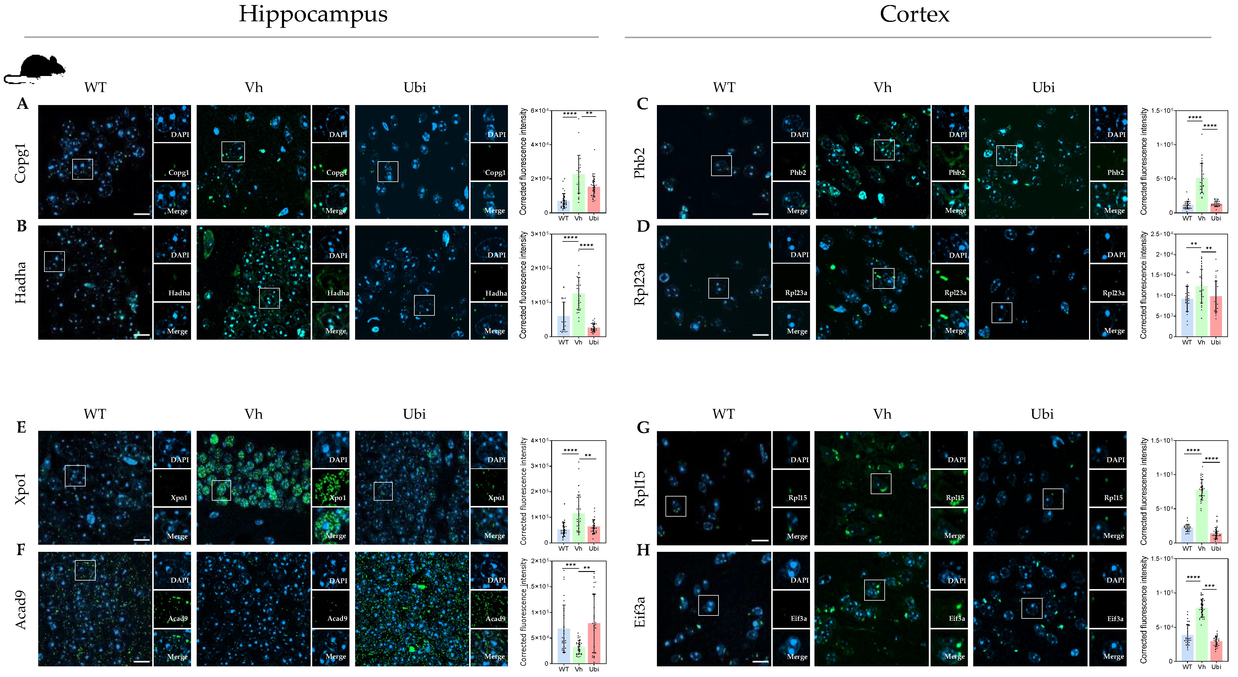 Antioxidants 12 00747 g004 Antioxidants 12 00747 g004