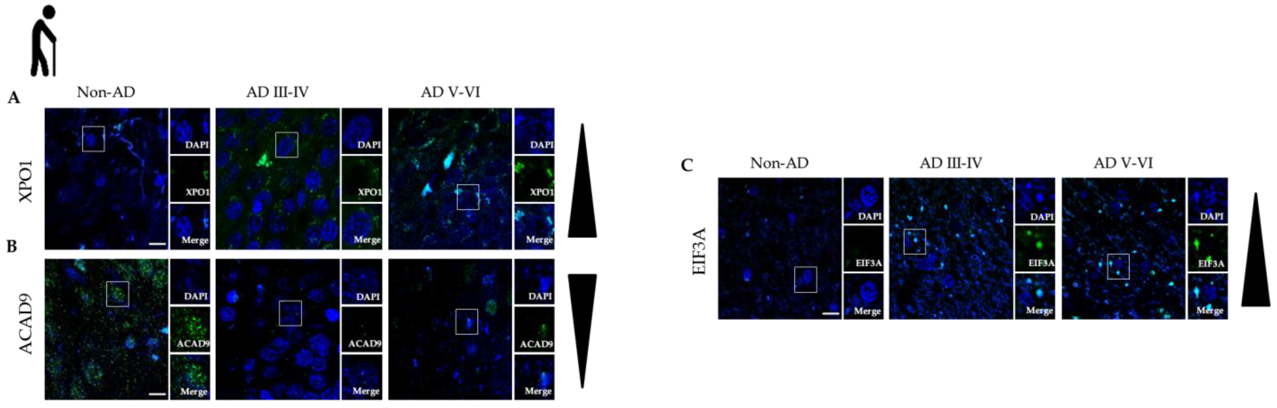 Antioxidants 12 00747 g005 Antioxidants 12 00747 g005