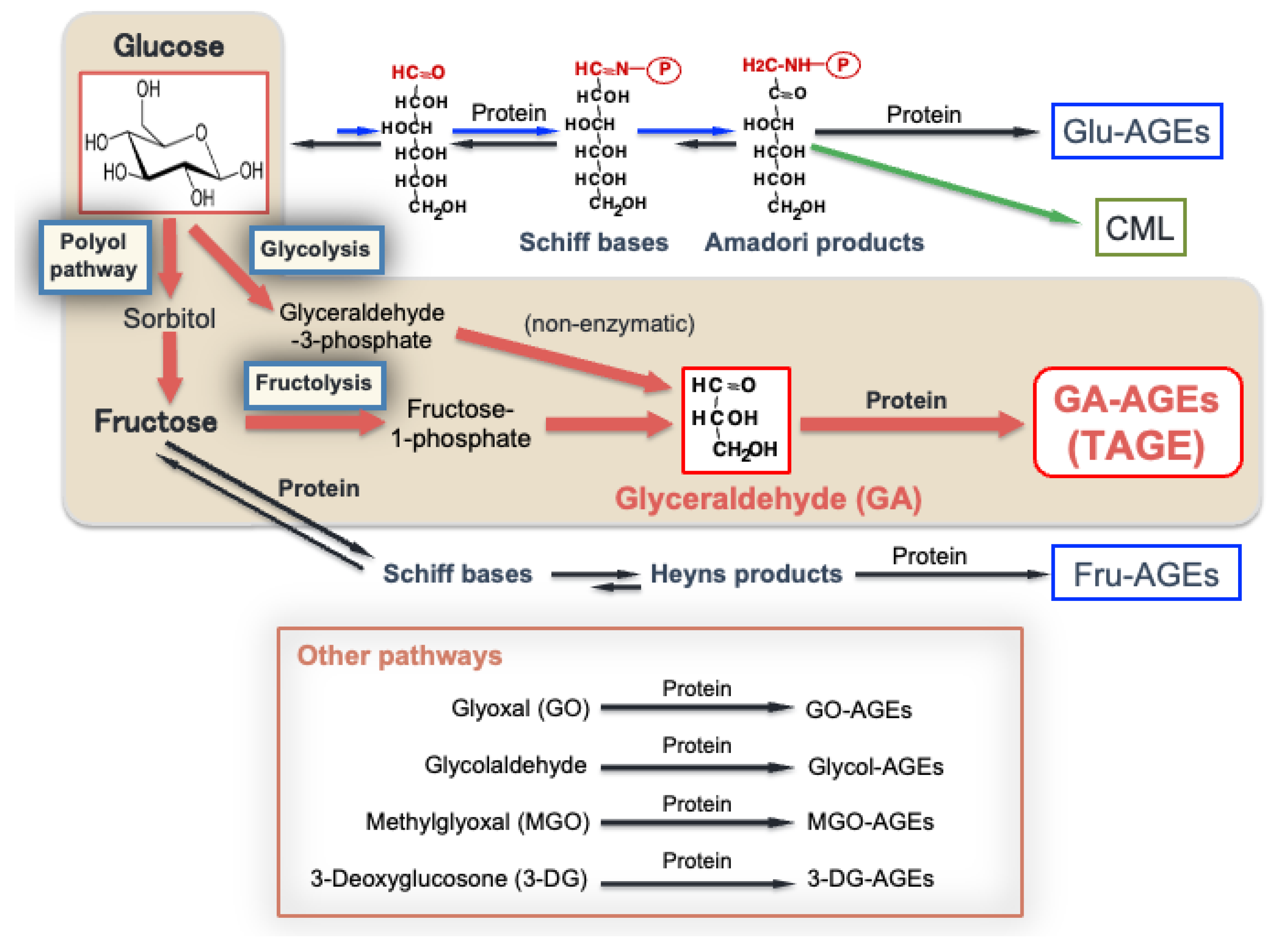 Antioxidants 12 00748 g001 Antioxidants 12 00748 g001