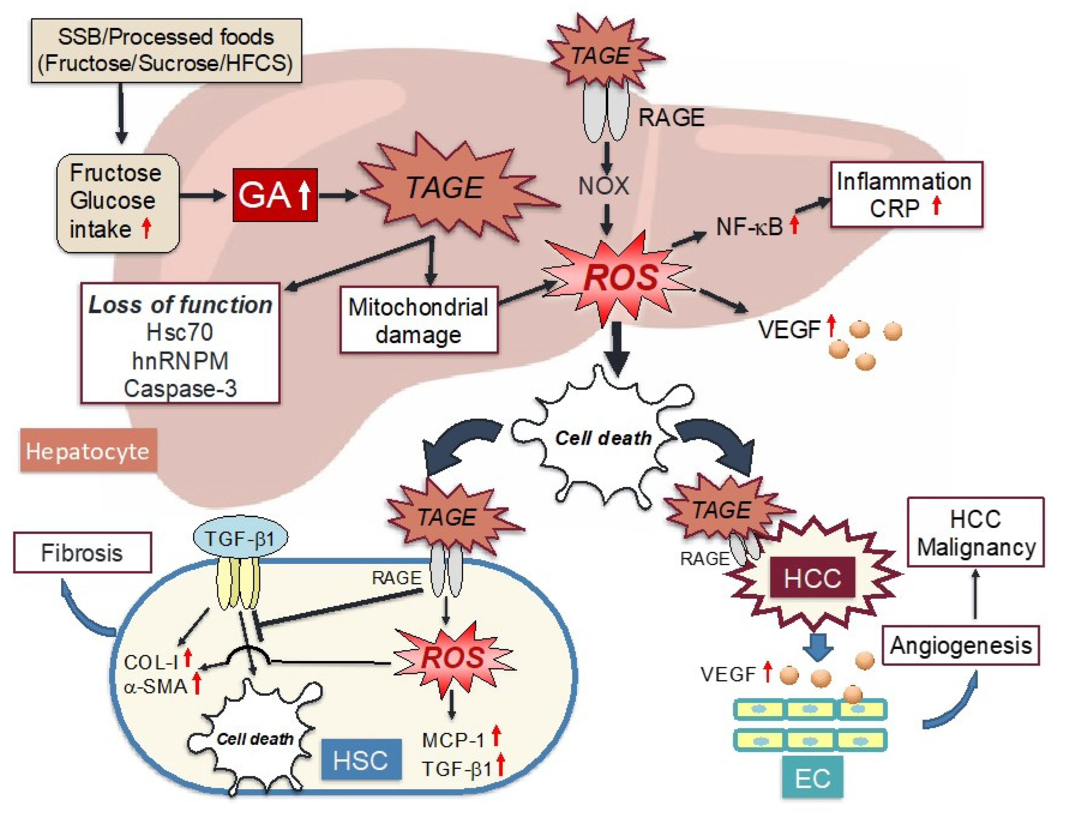 Antioxidants 12 00748 g002 Antioxidants 12 00748 g002