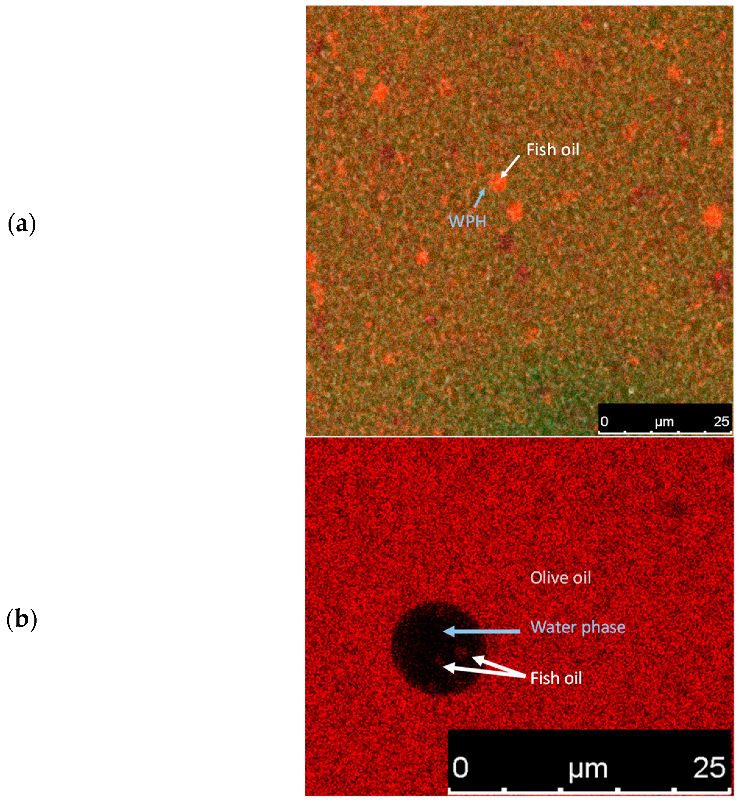 Antioxidants 12 00762 g001 Antioxidants 12 00762 g001