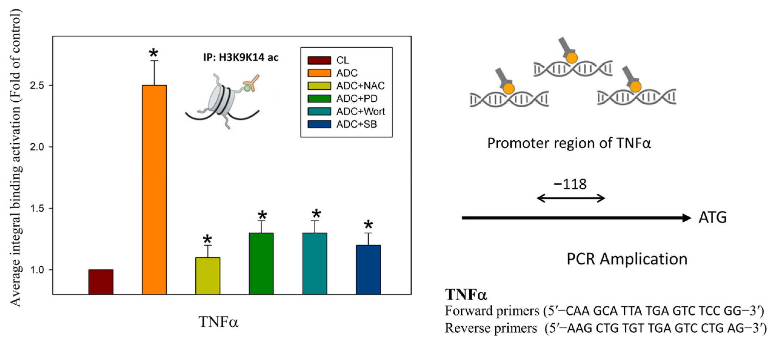 Antioxidants 12 00764 g007 Antioxidants 12 00764 g007
