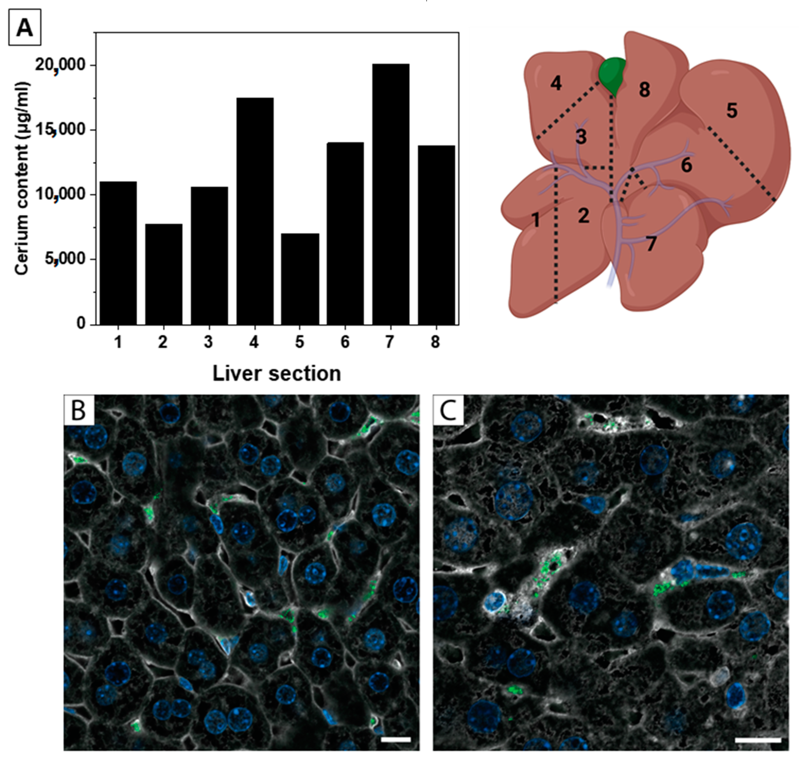 Antioxidants 12 00765 g001 Antioxidants 12 00765 g001