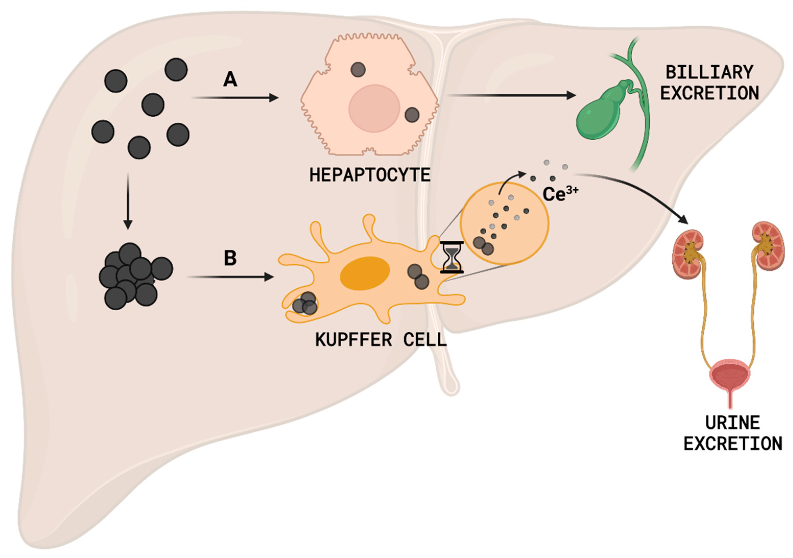 Antioxidants 12 00765 g006 Antioxidants 12 00765 g006