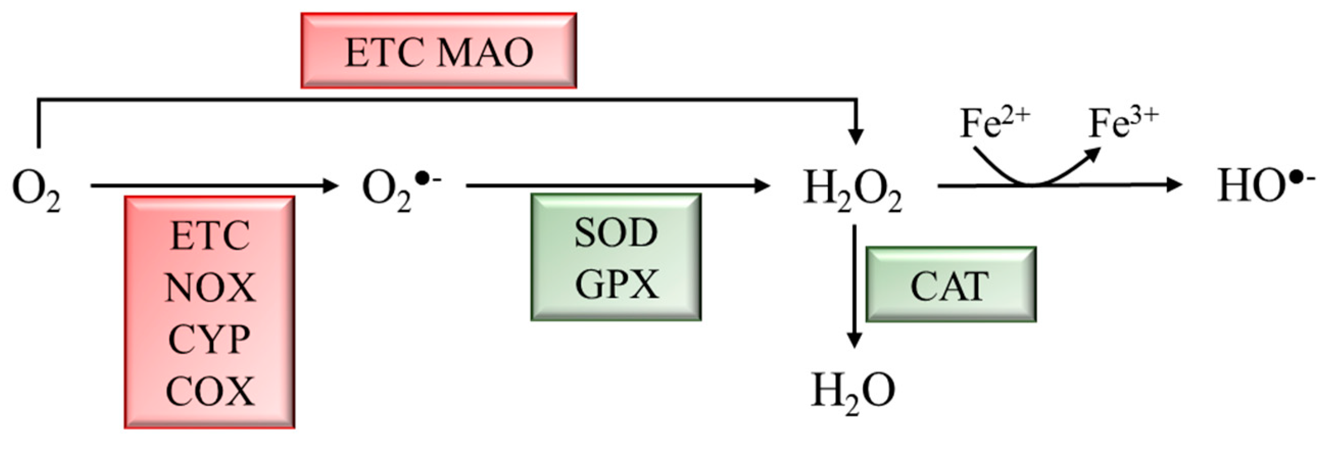 Antioxidants 12 00778 g001