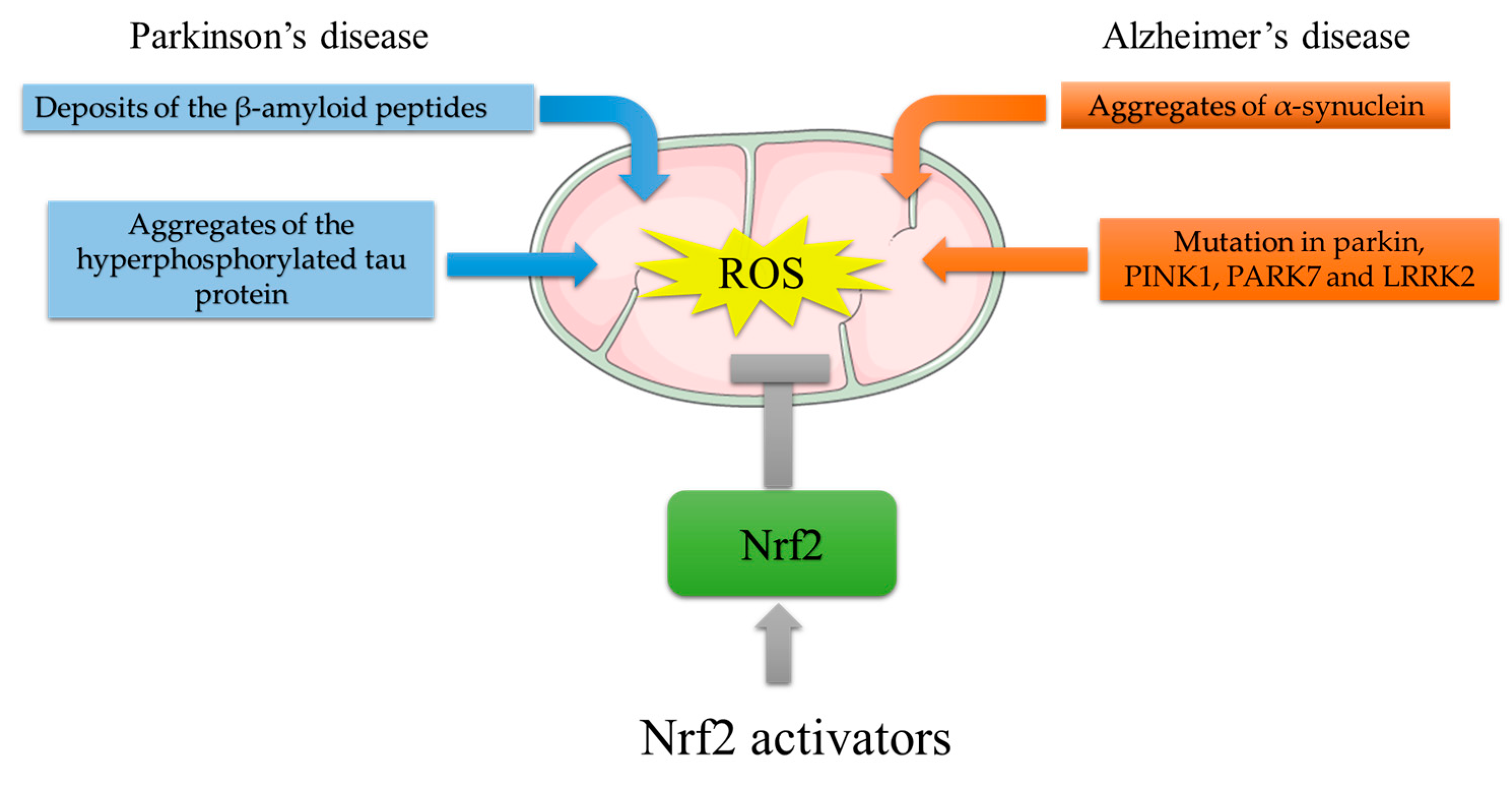 Activators of Nrf2 to Counteract Neurodegenerative Diseases