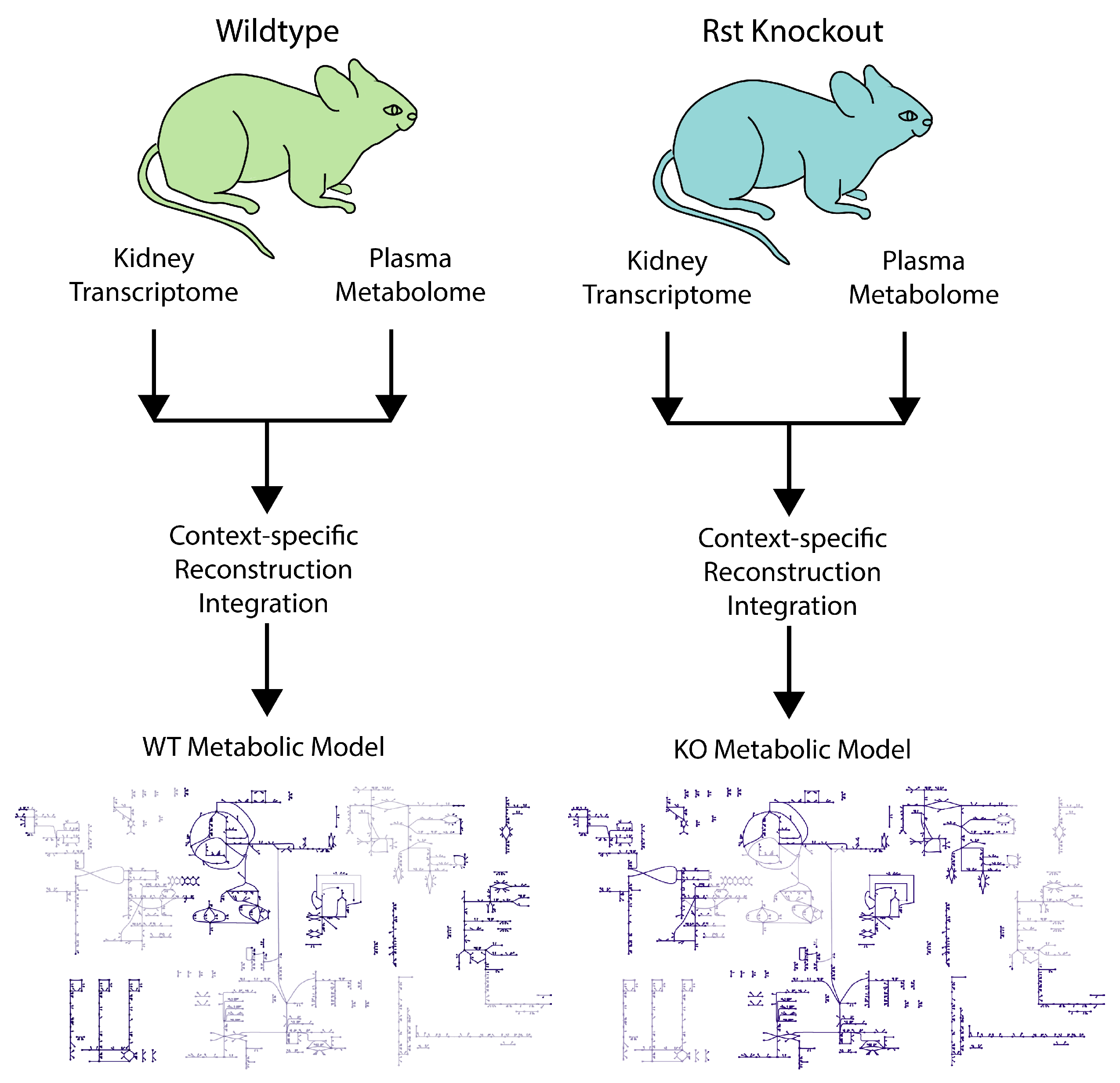Antioxidants 12 00780 g004