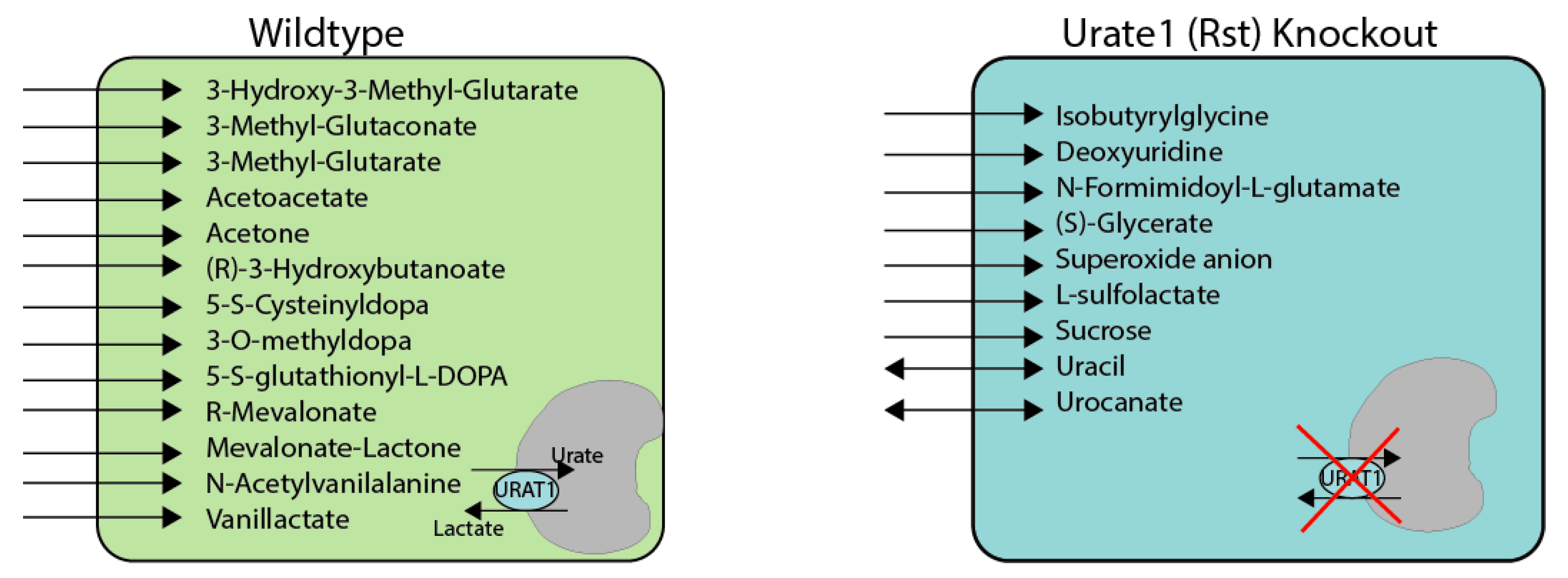 Antioxidants 12 00780 g008