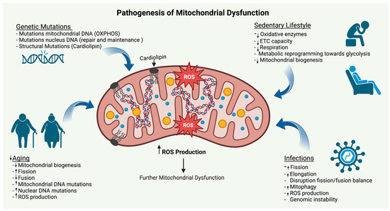 Mitochondrial signalling and homeostasis: from cell biology to