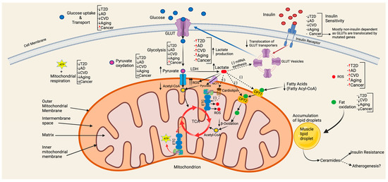 The Key Role of Mitochondrial Function in Health and Disease