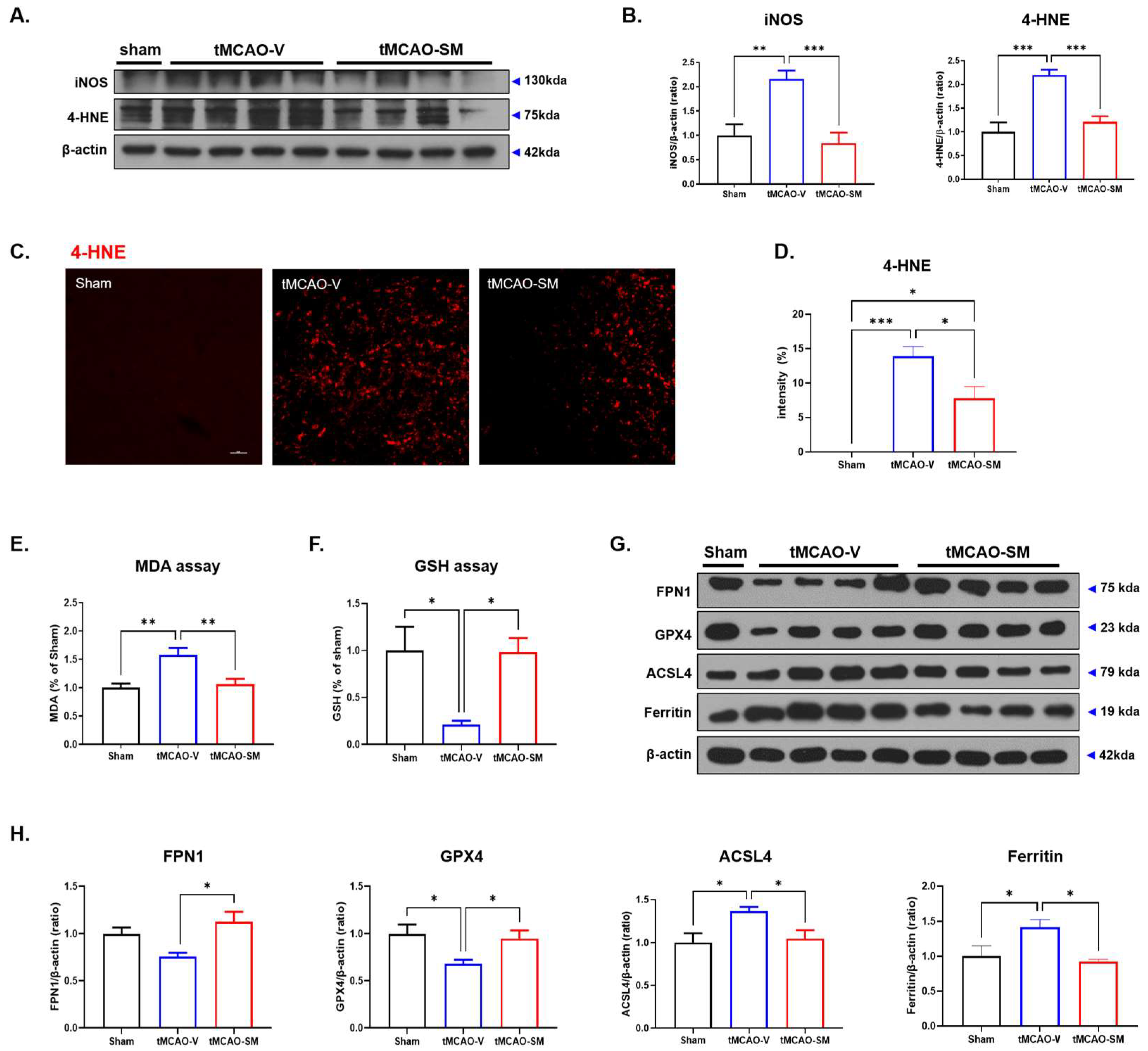 Antioxidants 12 00785 g004 Antioxidants 12 00785 g004