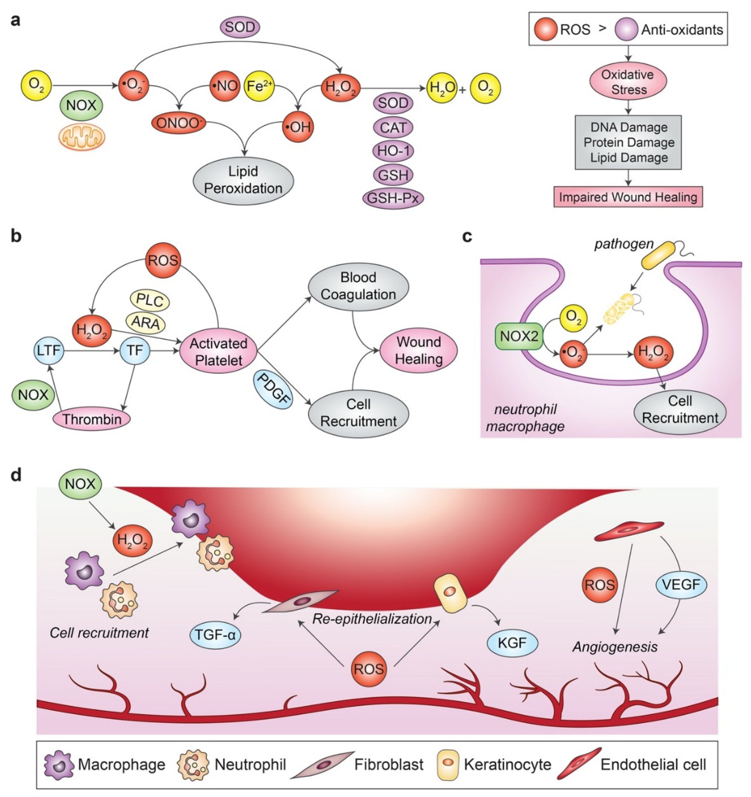 Antioxidants 12 00787 g001 Antioxidants 12 00787 g001