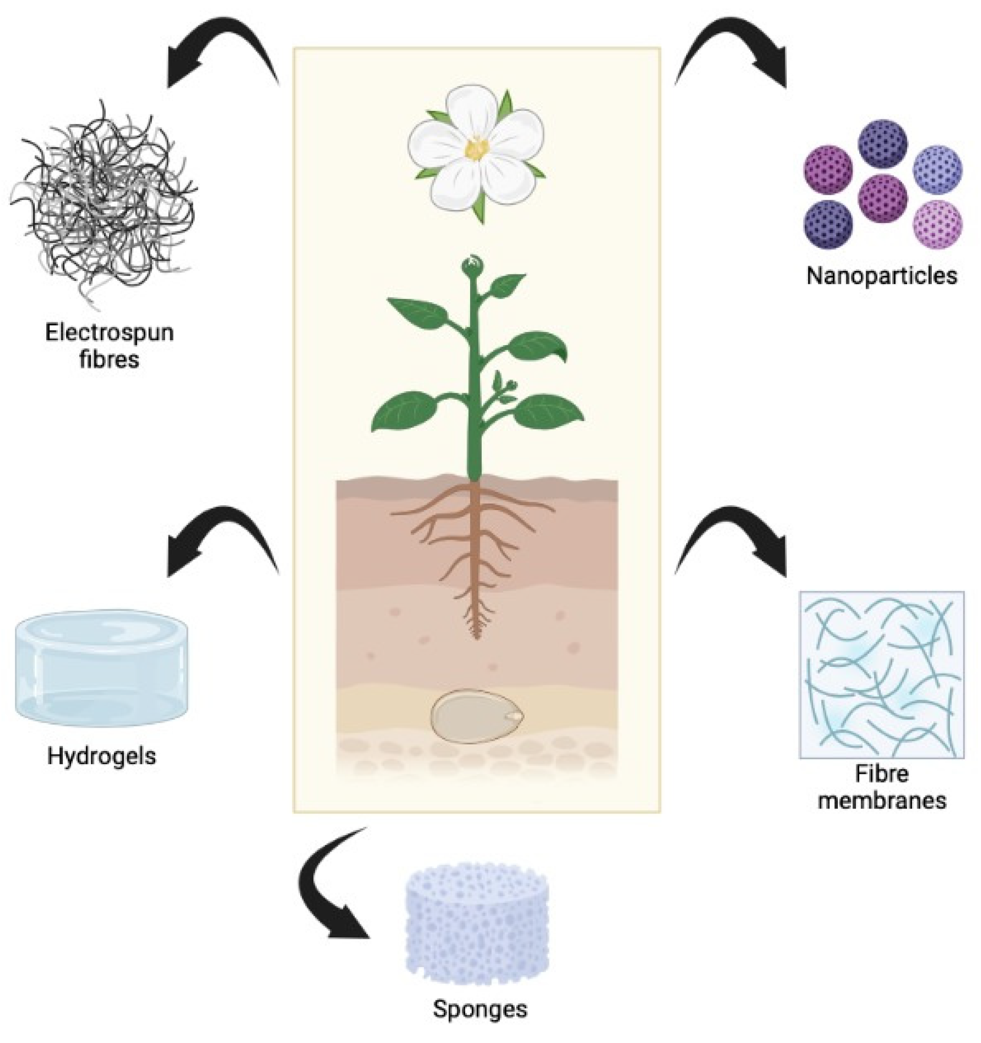 Antioxidants 12 00787 g004 Antioxidants 12 00787 g004