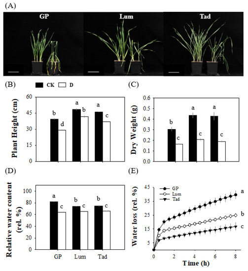 Stomatal Responses of Two Drought-Tolerant Barley Varieties