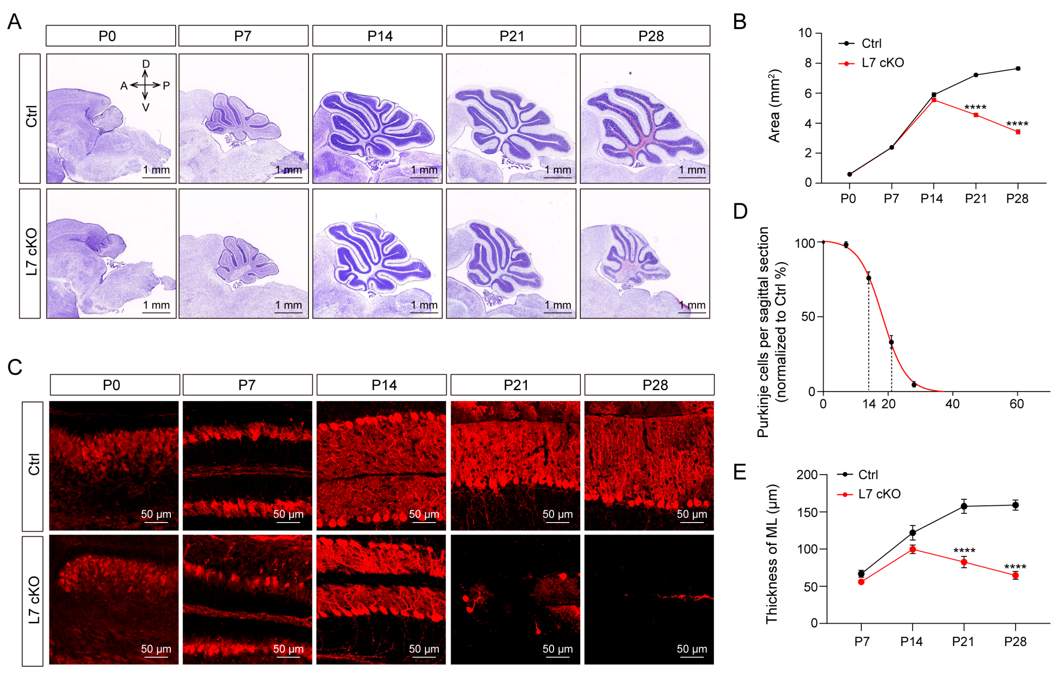 Antioxidants 12 00806 g001