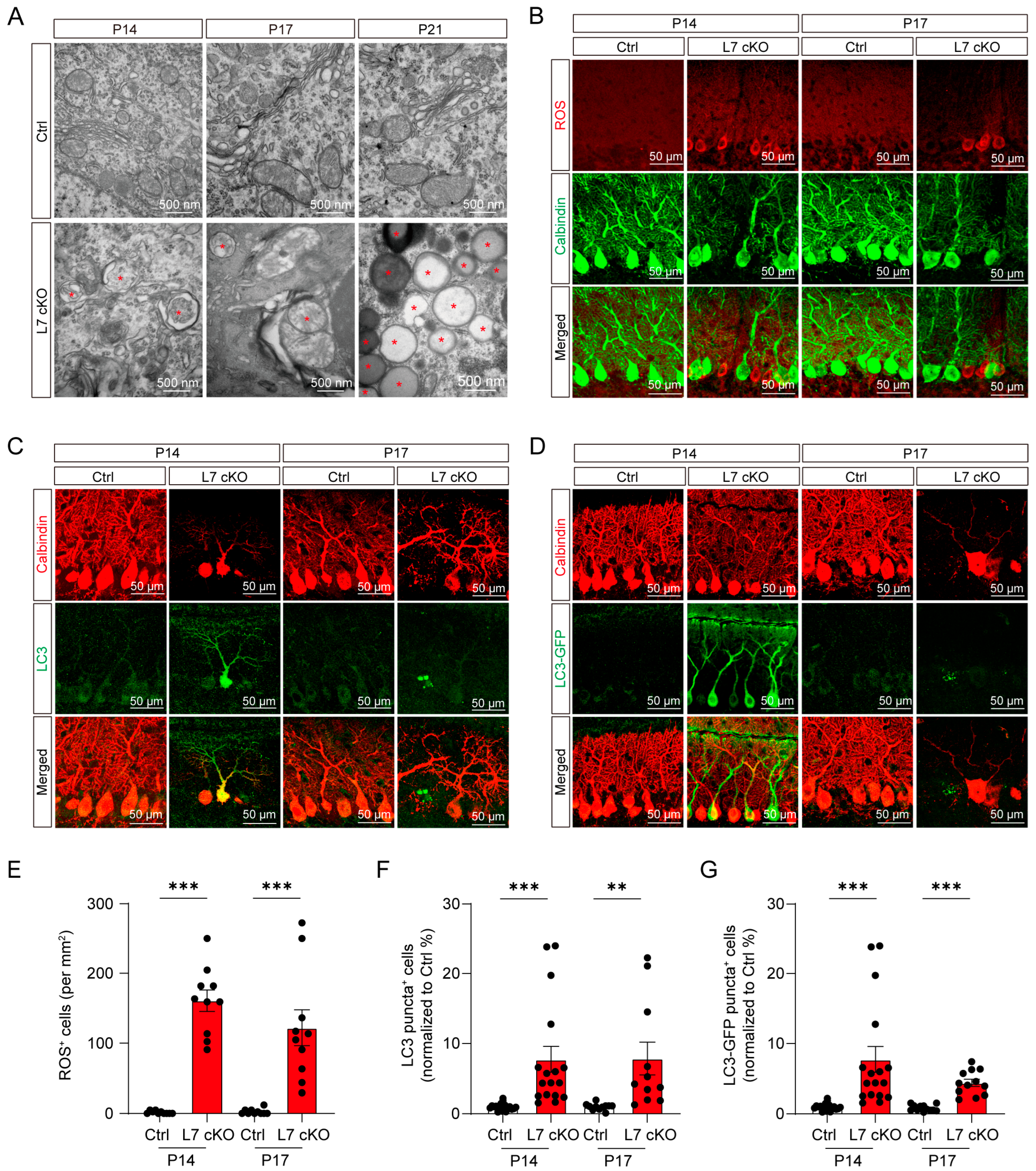 Antioxidants 12 00806 g005