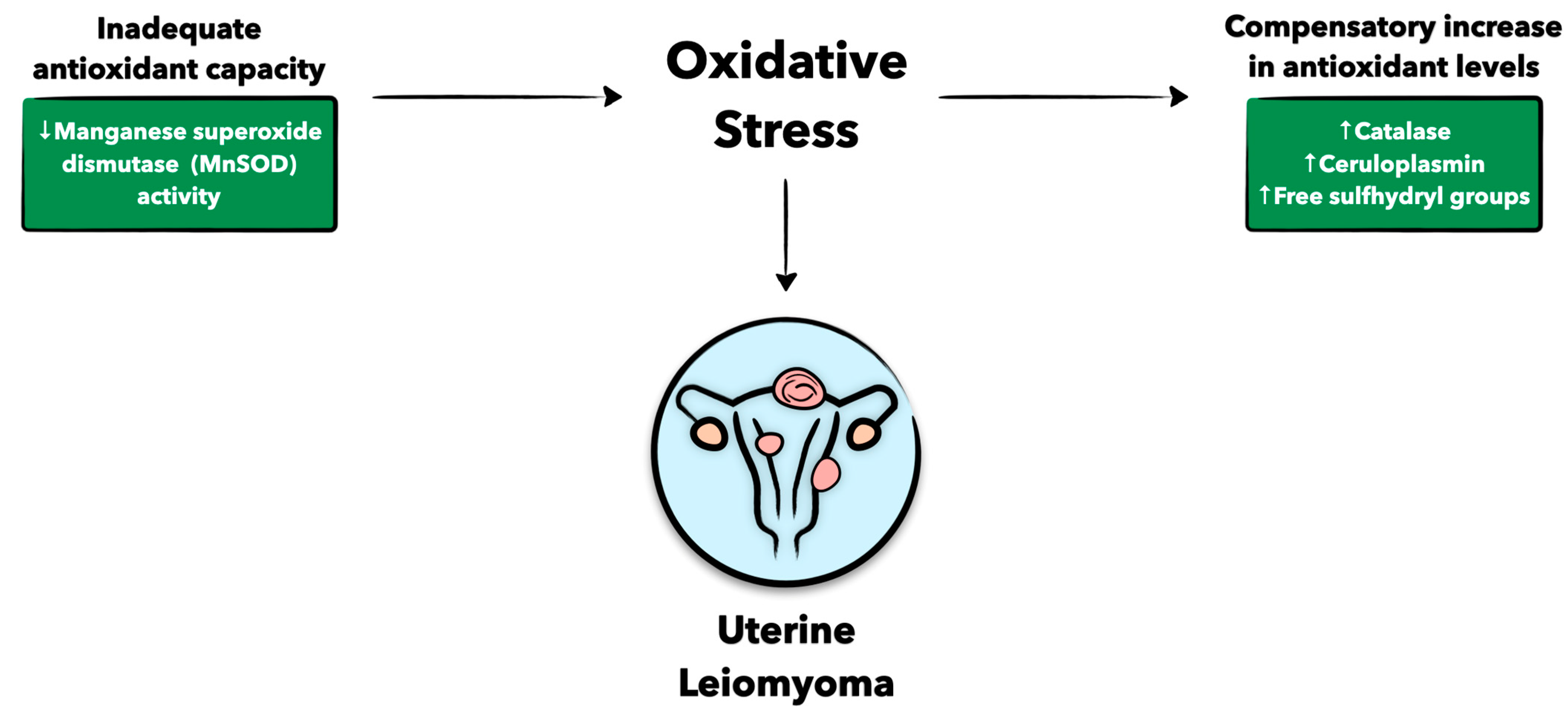Antioxidants 12 00807 g003 Antioxidants 12 00807 g003