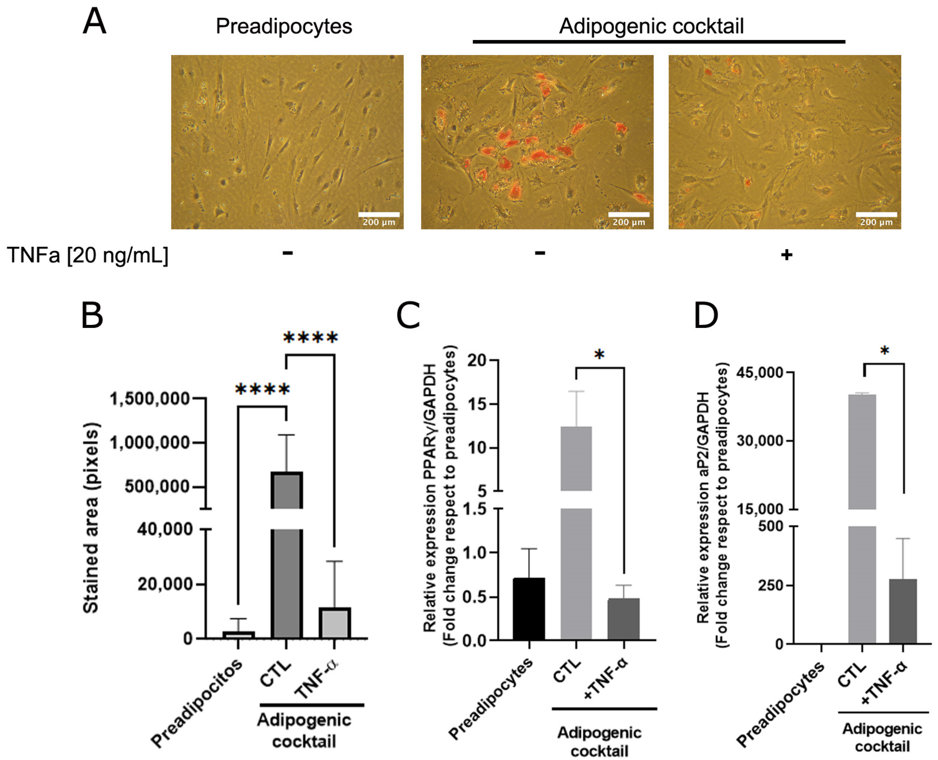 Antioxidants 12 00813 g001 Antioxidants 12 00813 g001