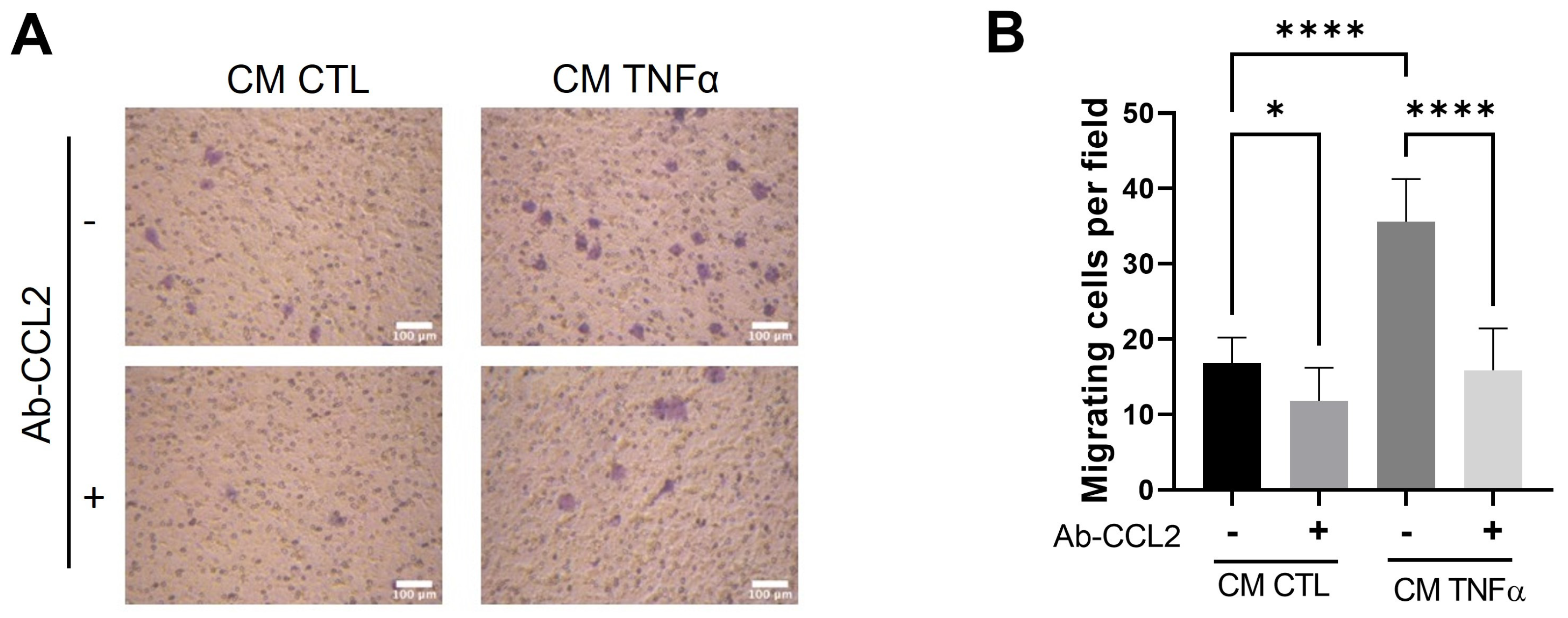 Antioxidants 12 00813 g004 Antioxidants 12 00813 g004