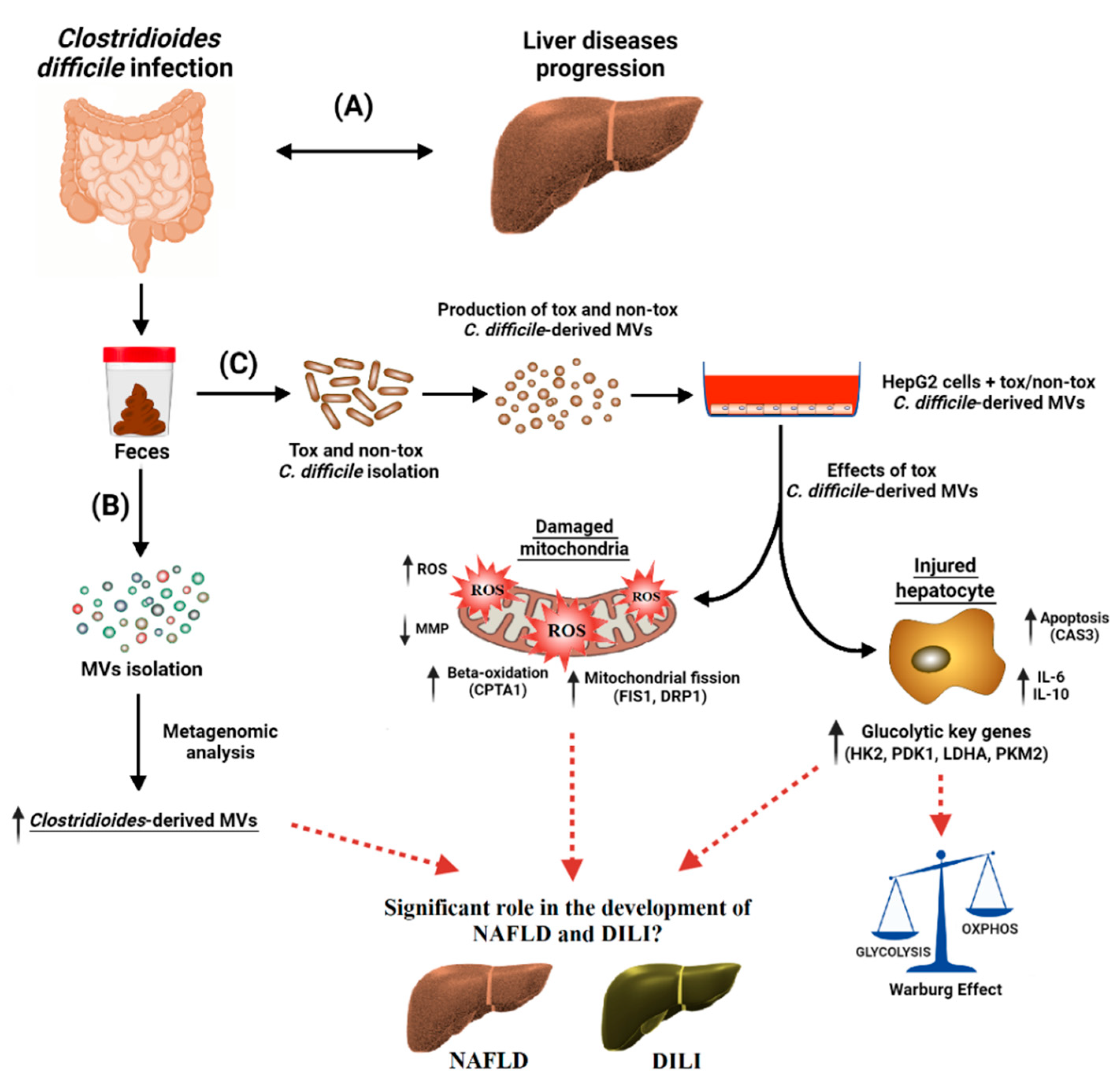 Antioxidants 12 00818 g008