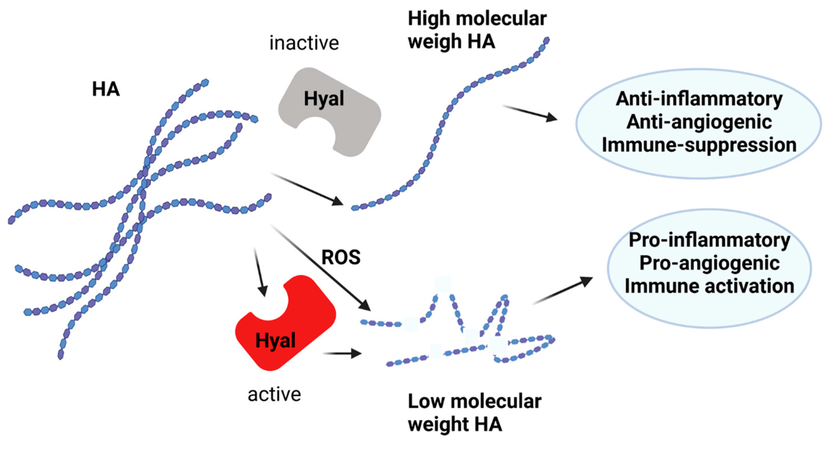 Antioxidants 12 00824 g004 Antioxidants 12 00824 g004