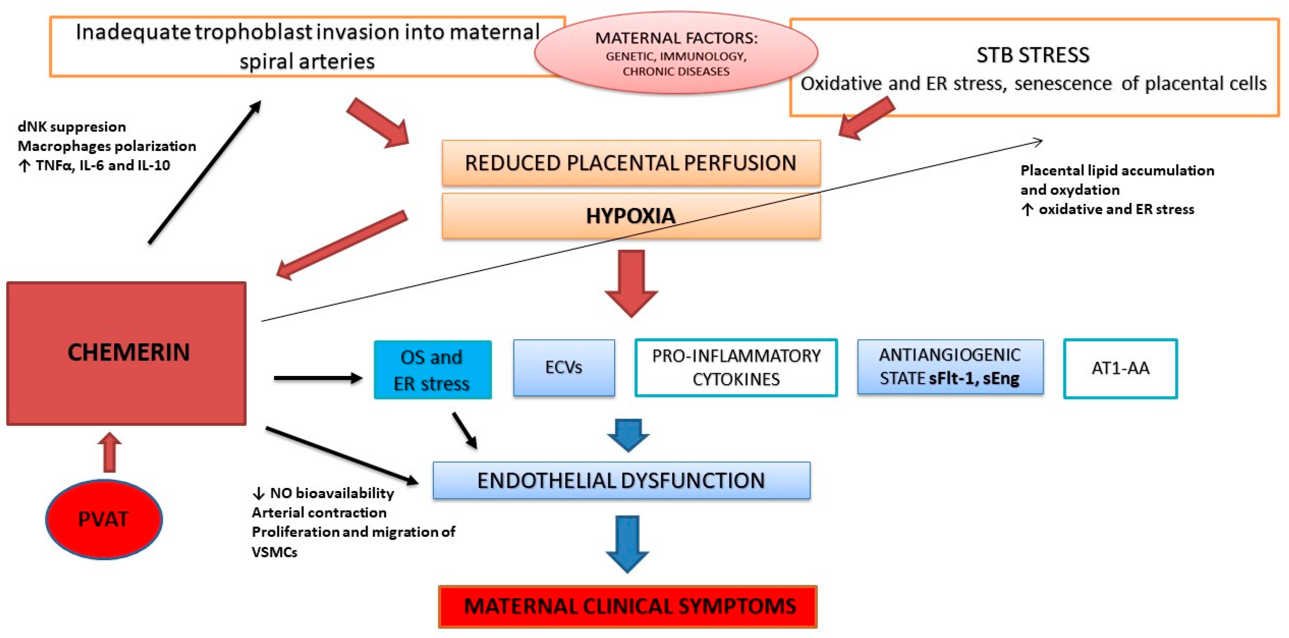 Antioxidants 12 00830 g001 Antioxidants 12 00830 g001