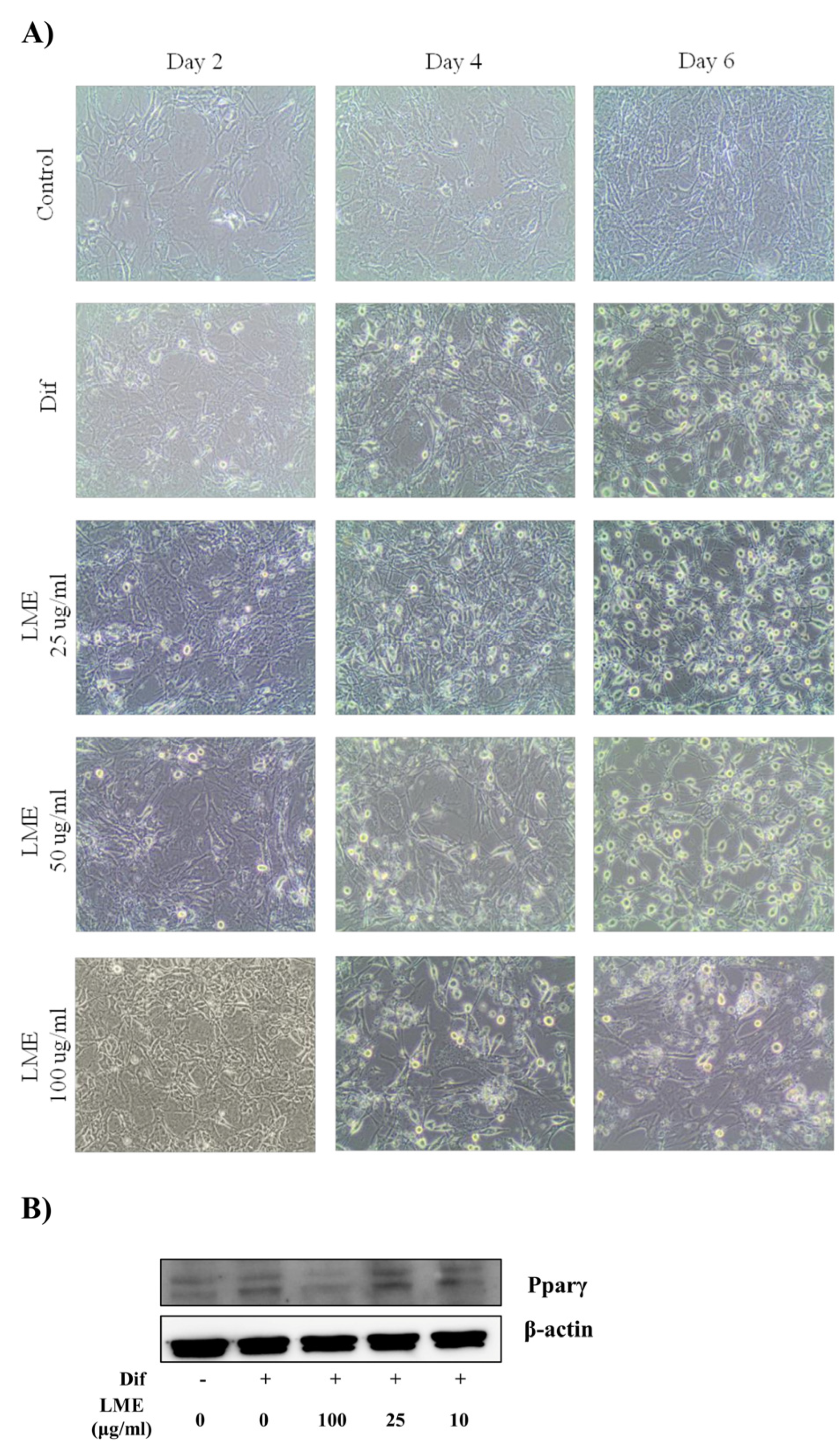 Antioxidants 12 00832 g004 Antioxidants 12 00832 g004