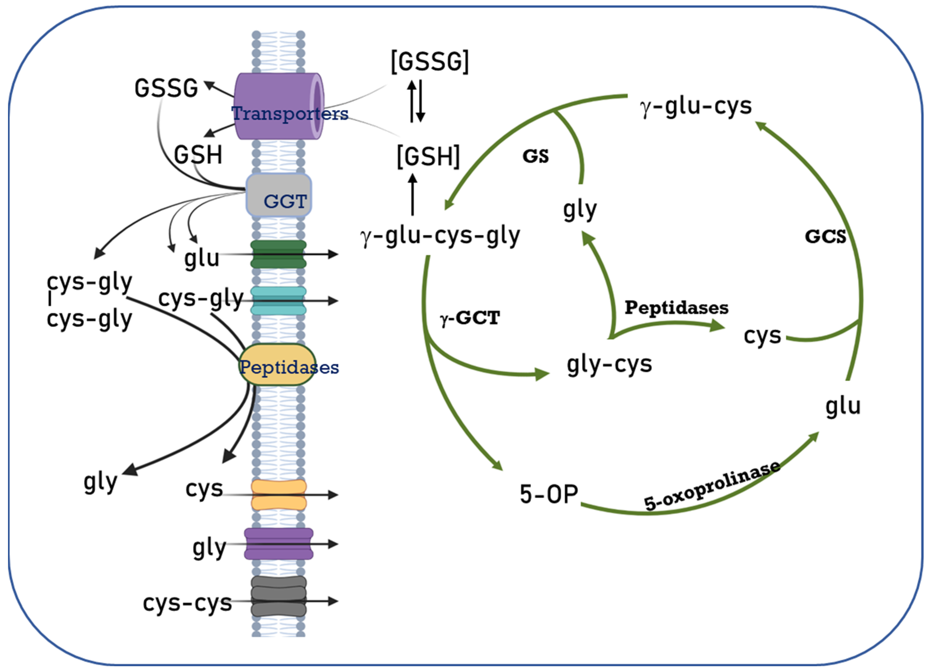 antioxidants-free-full-text-cellular-compartmentalization