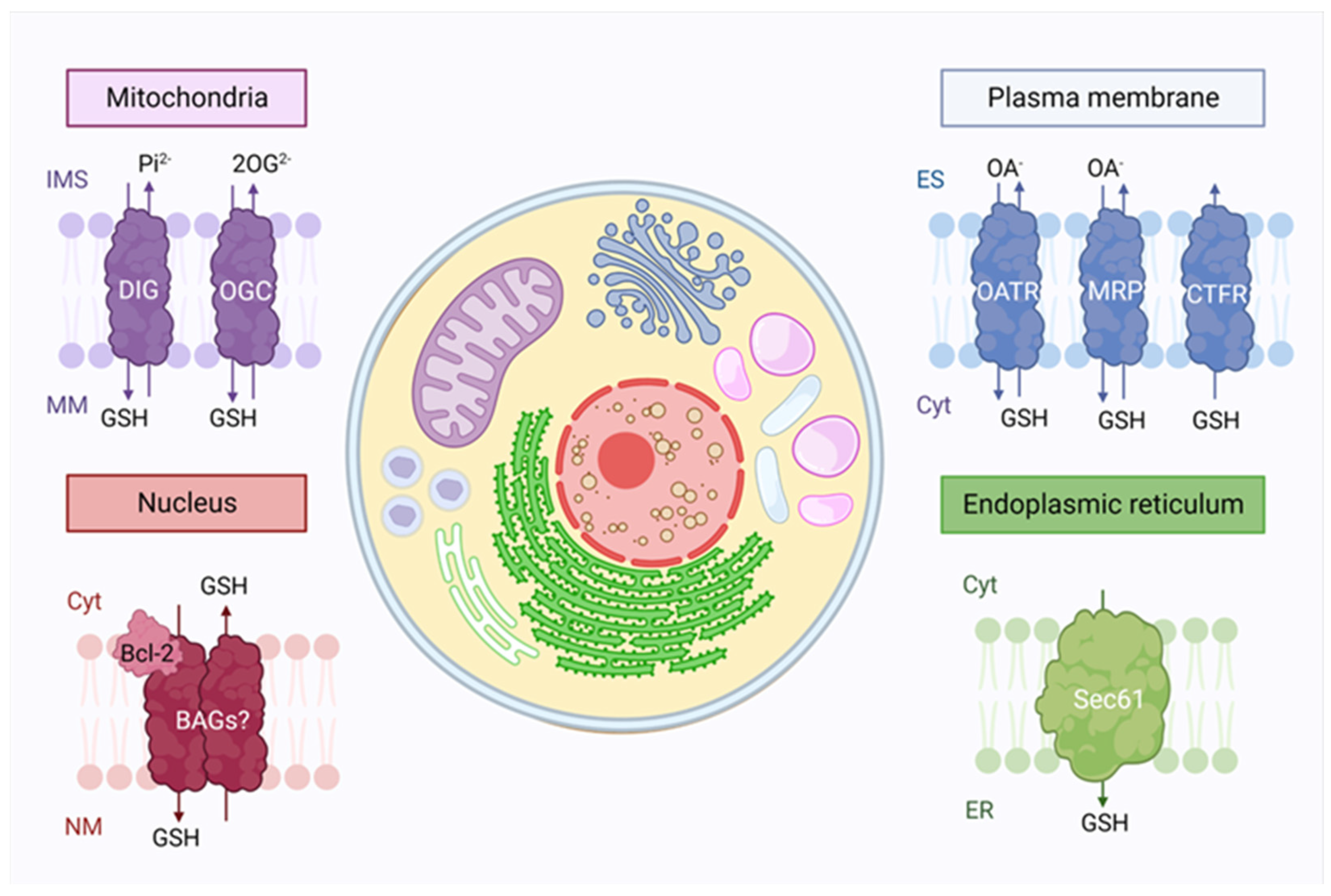 Antioxidants 12 00834 g002