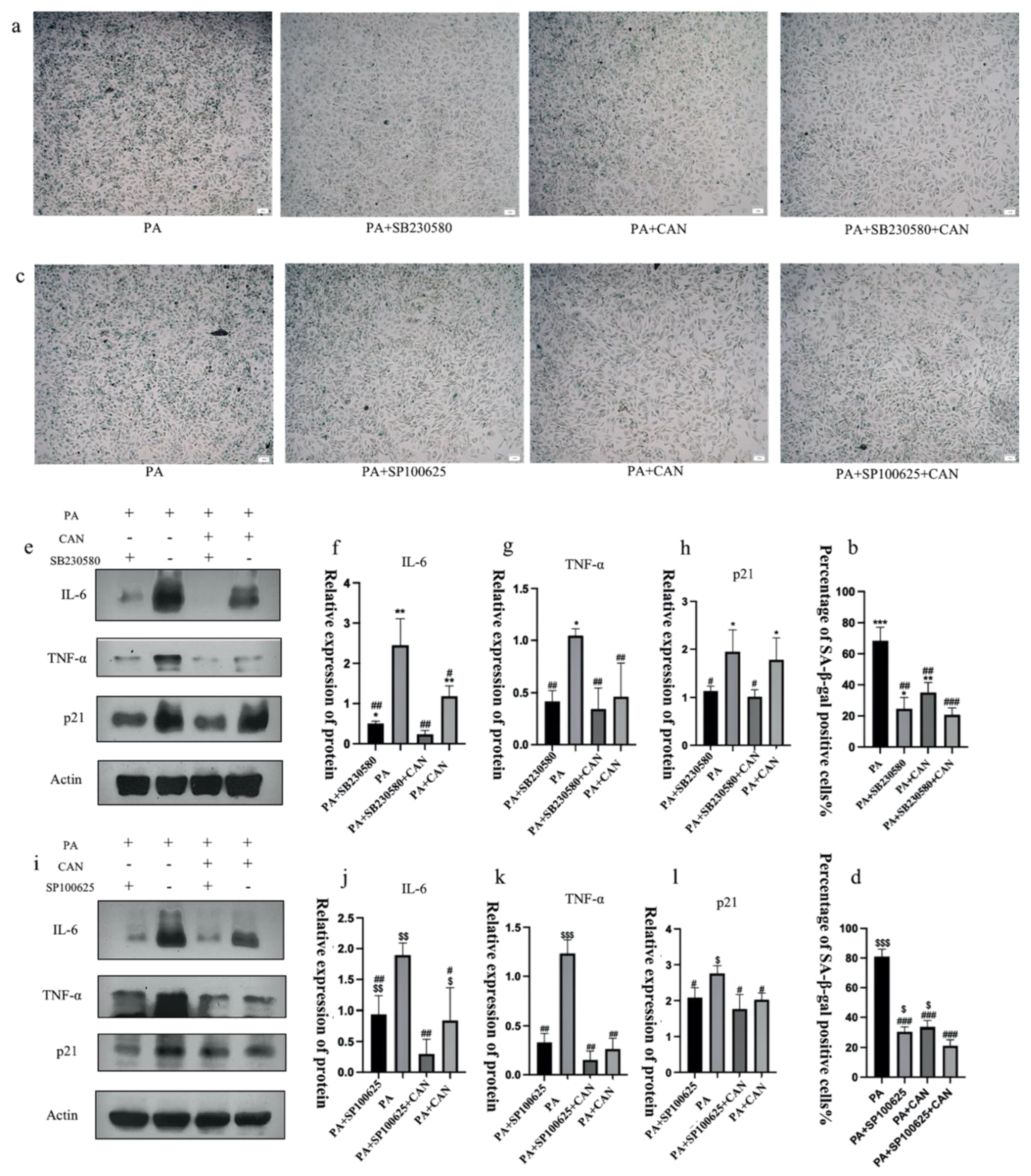 Antioxidants 12 00838 g010 Antioxidants 12 00838 g010