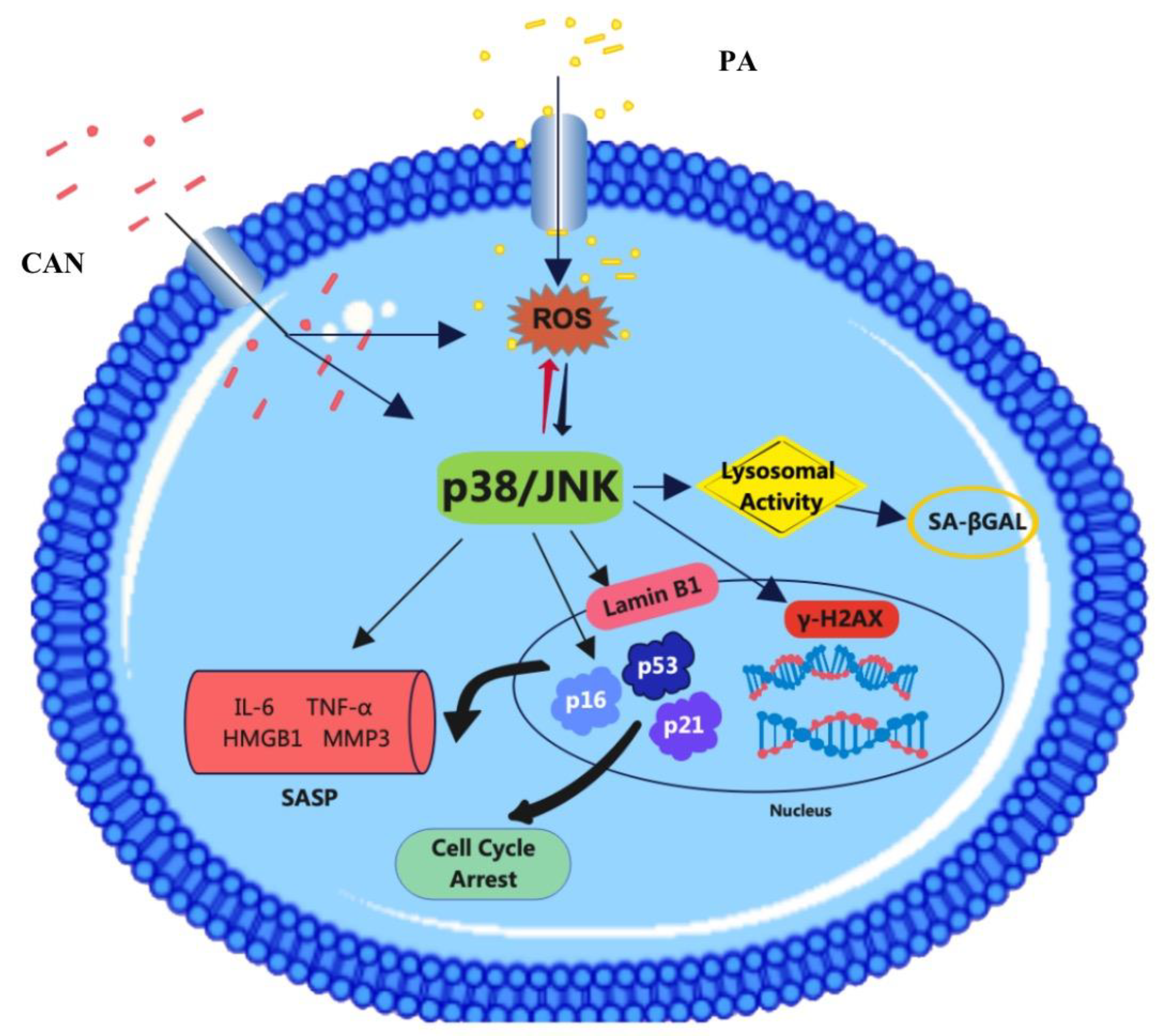 Antioxidants 12 00838 g012 Antioxidants 12 00838 g012