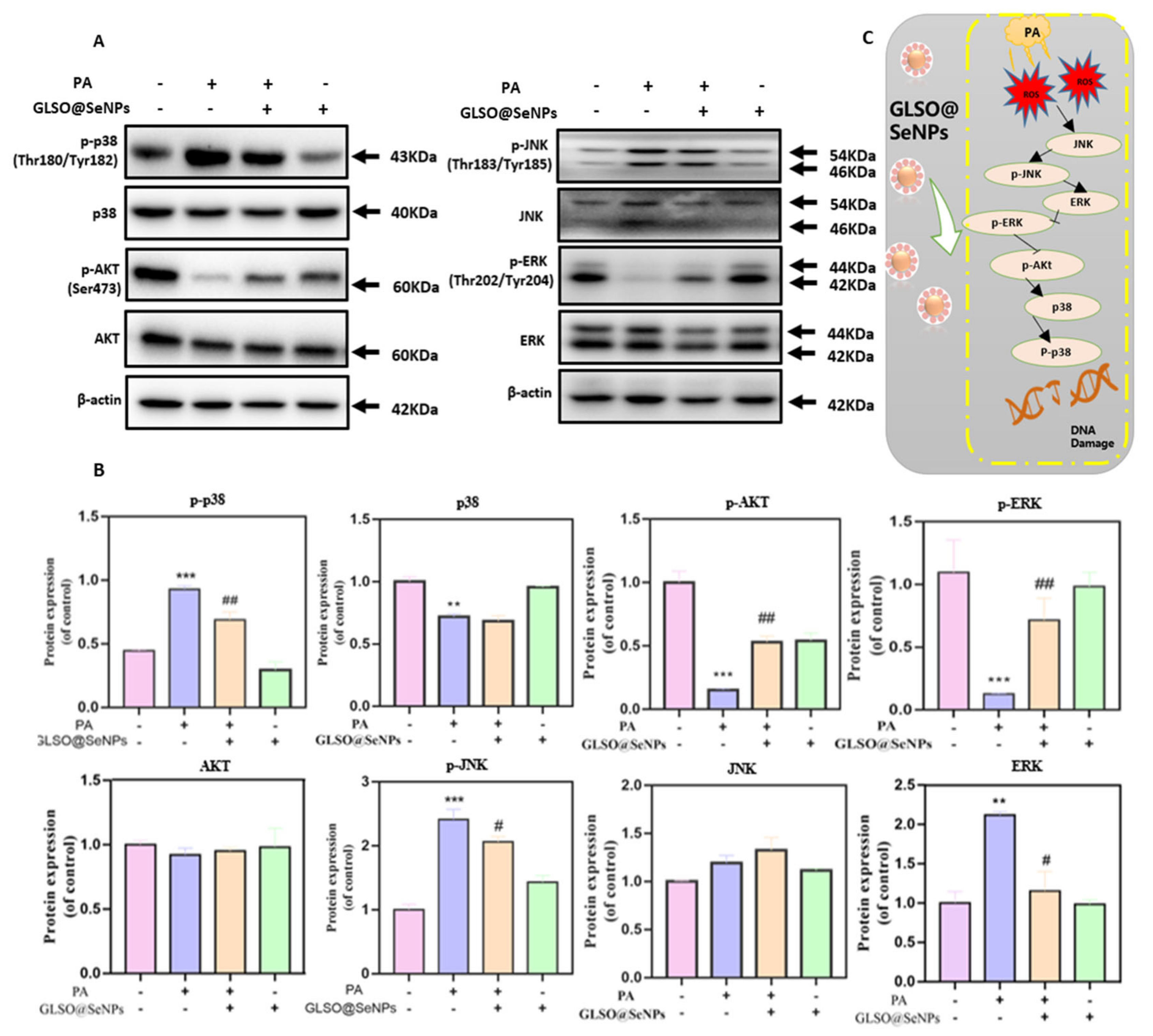 Antioxidants 12 00840 g008