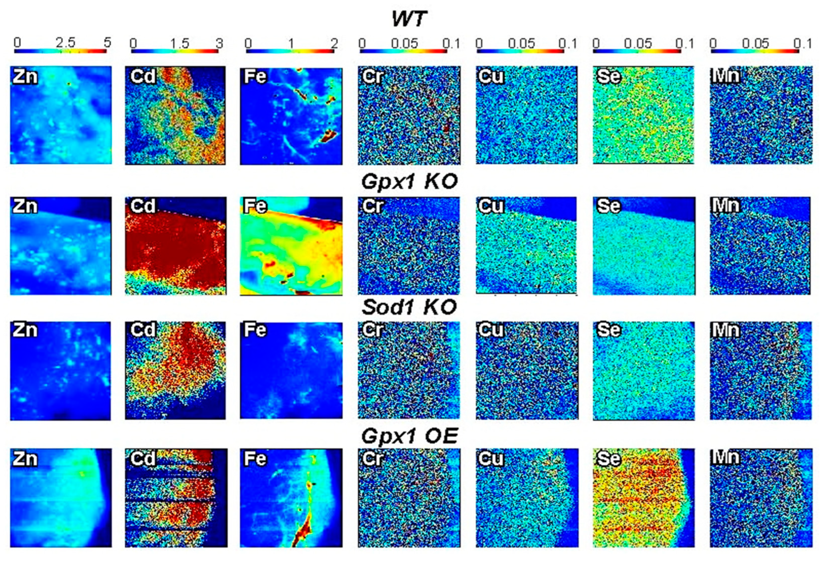 Antioxidants 12 00846 g002 Antioxidants 12 00846 g002