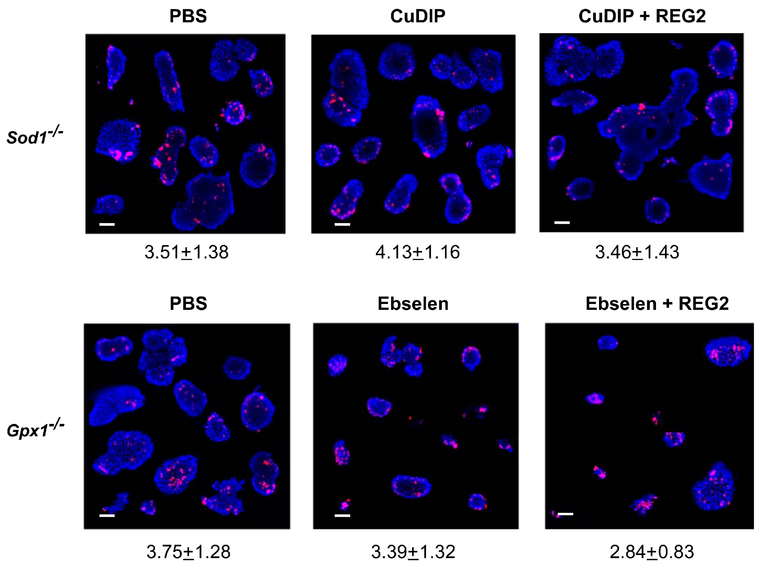 Antioxidants 12 00849 g003