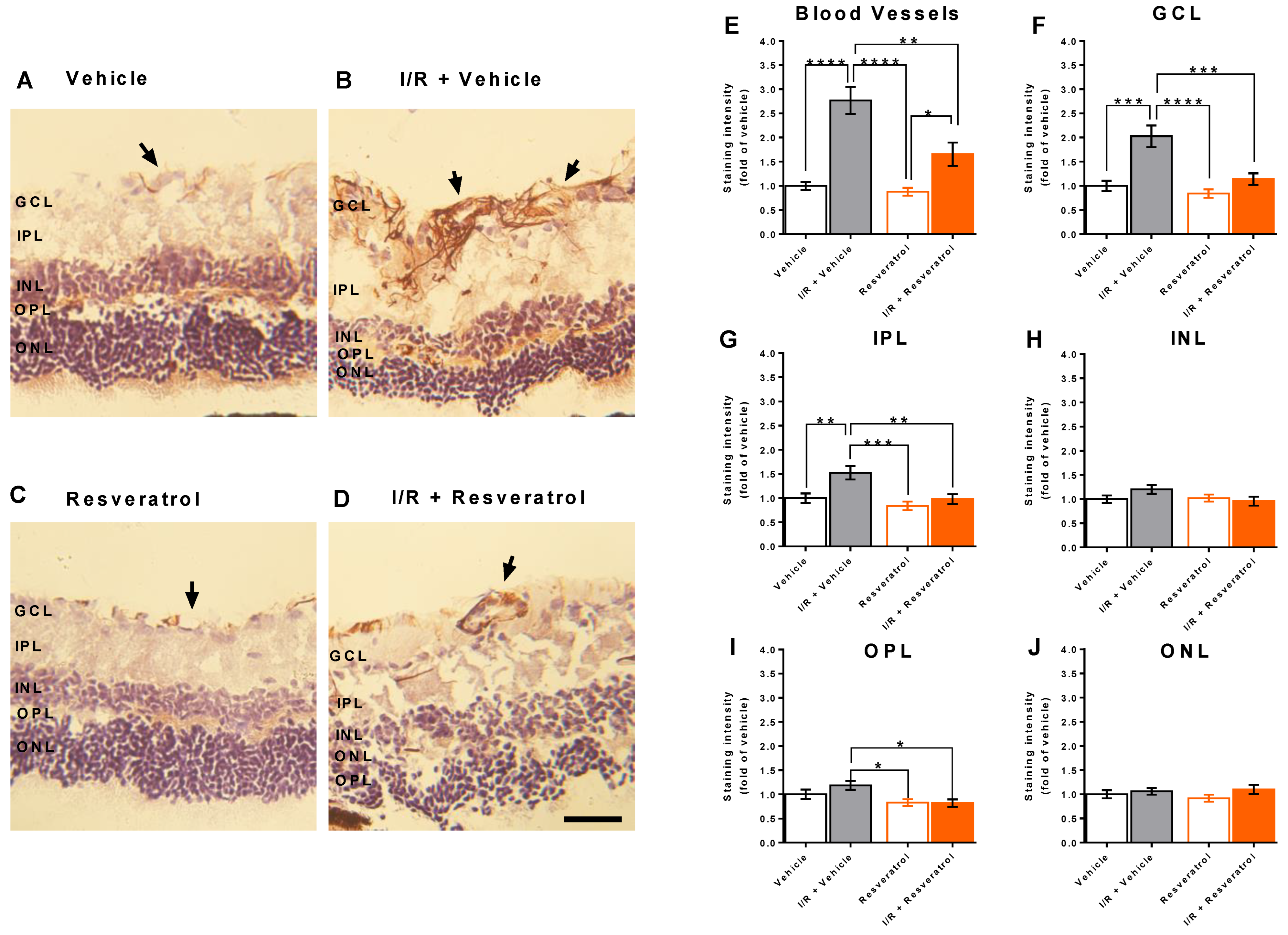 Antioxidants 12 00853 g004 Antioxidants 12 00853 g004