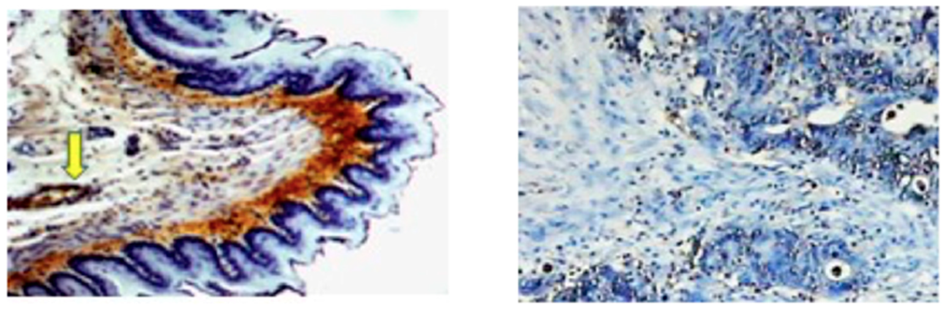 Antioxidants 12 00856 g002 Antioxidants 12 00856 g002