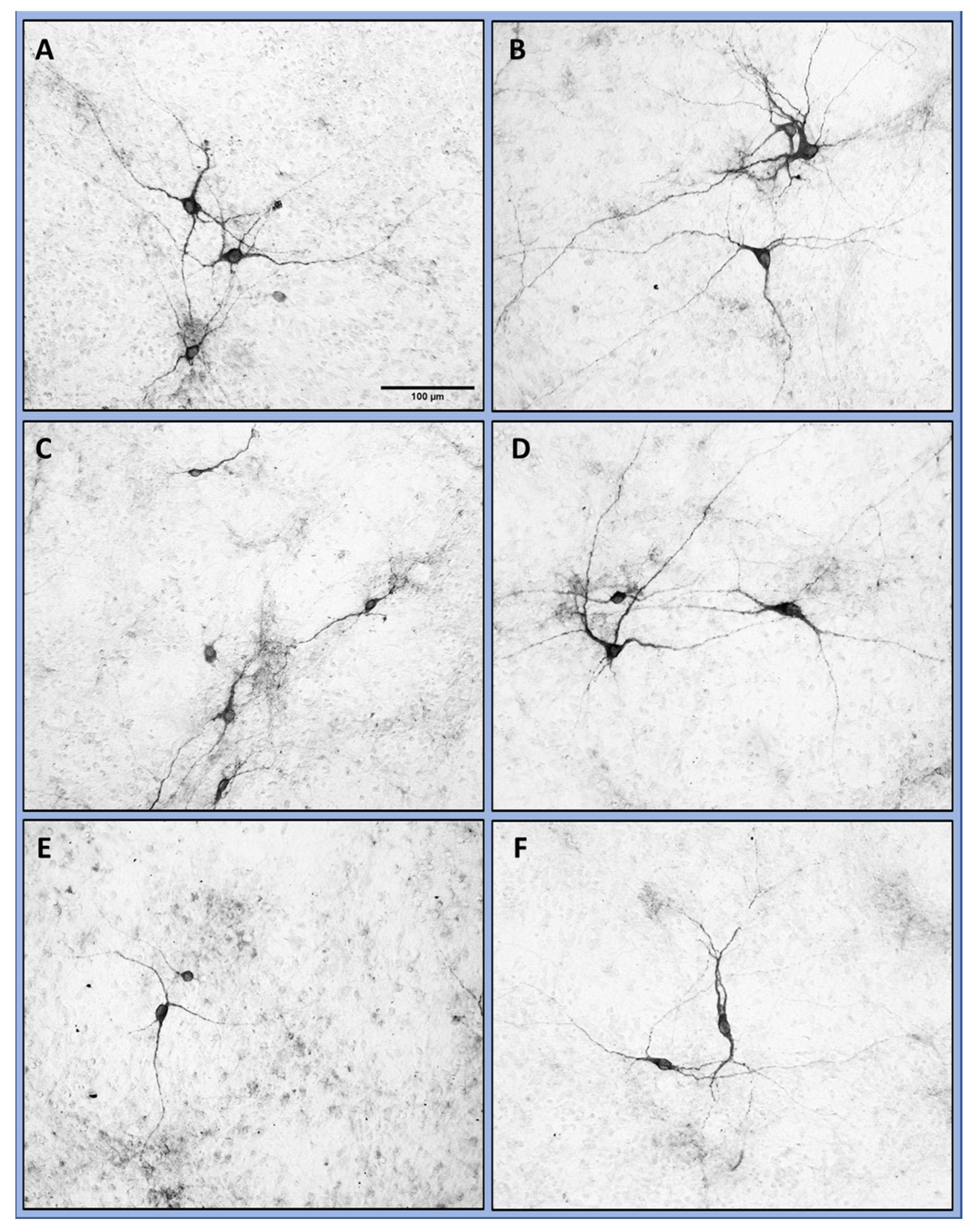 Antioxidants 12 00858 g002
