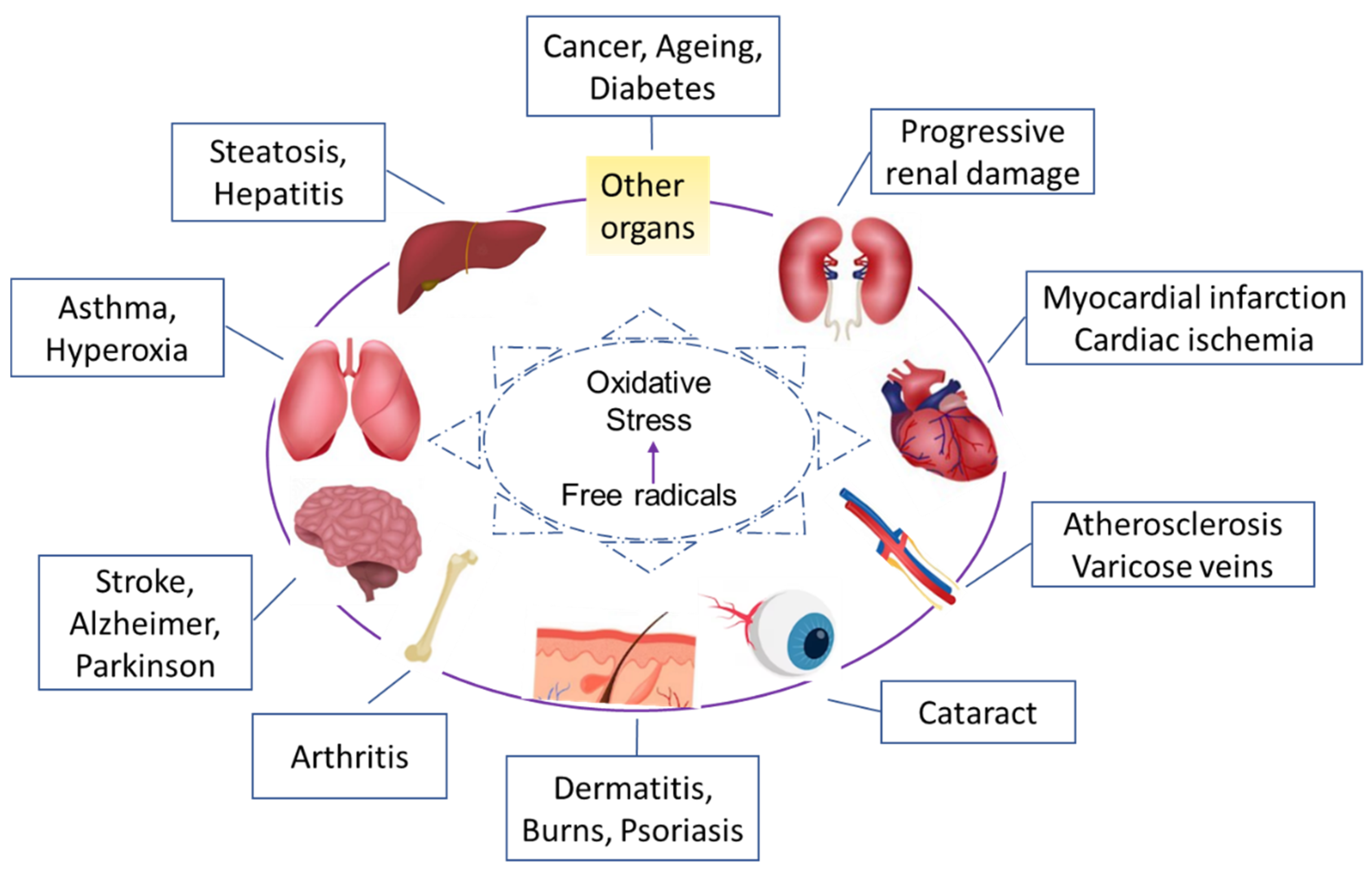 Antioxidants Free FullText The Biochemistry and Effectiveness of
