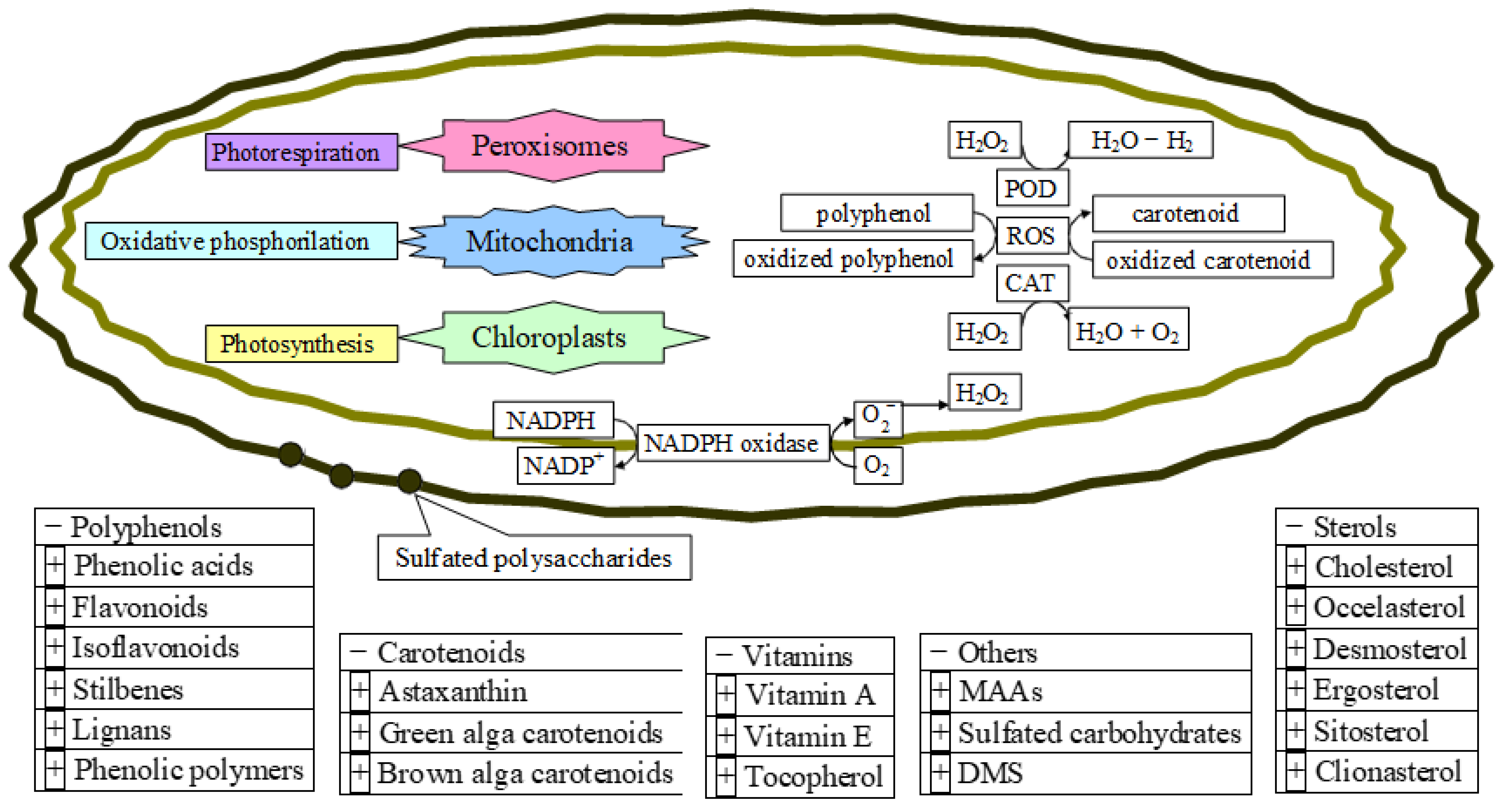 Antioxidants Free FullText The Biochemistry and Effectiveness of