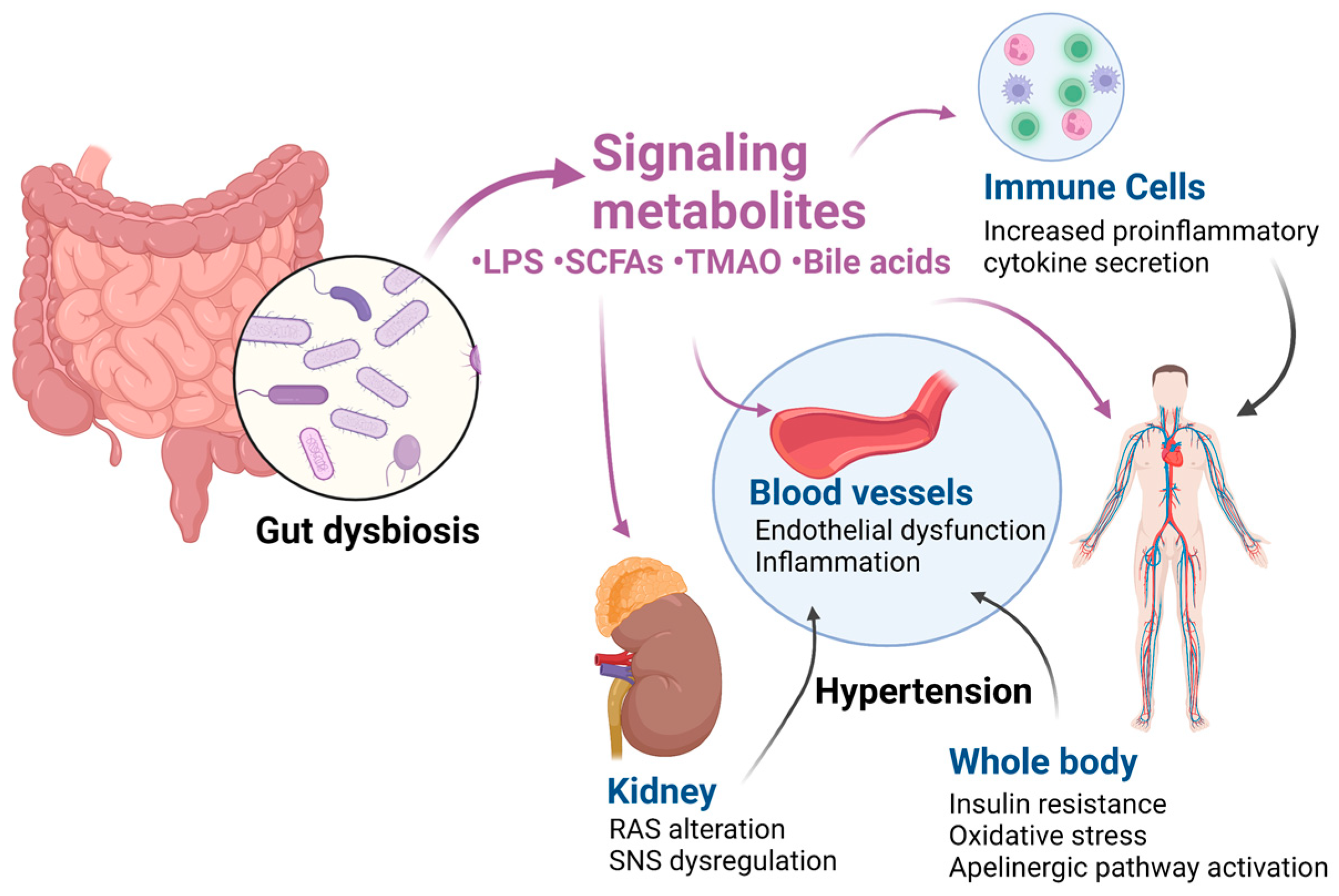 Antioxidants Free FullText Is the Gut Microbiome Implicated in the