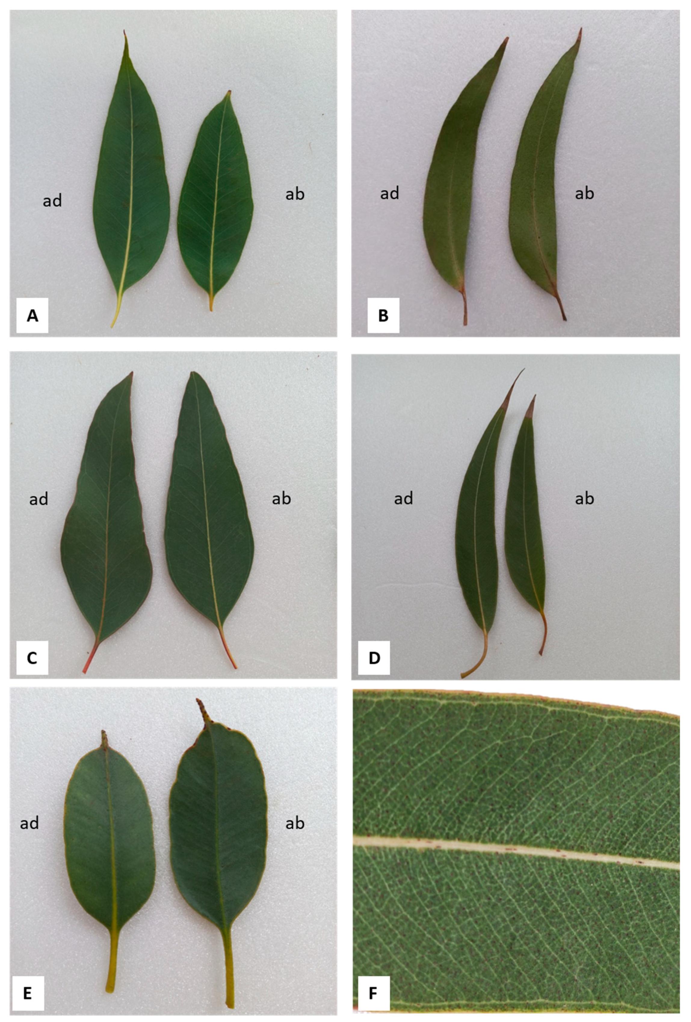 Antioxidants 12 00867 g001 Antioxidants 12 00867 g001