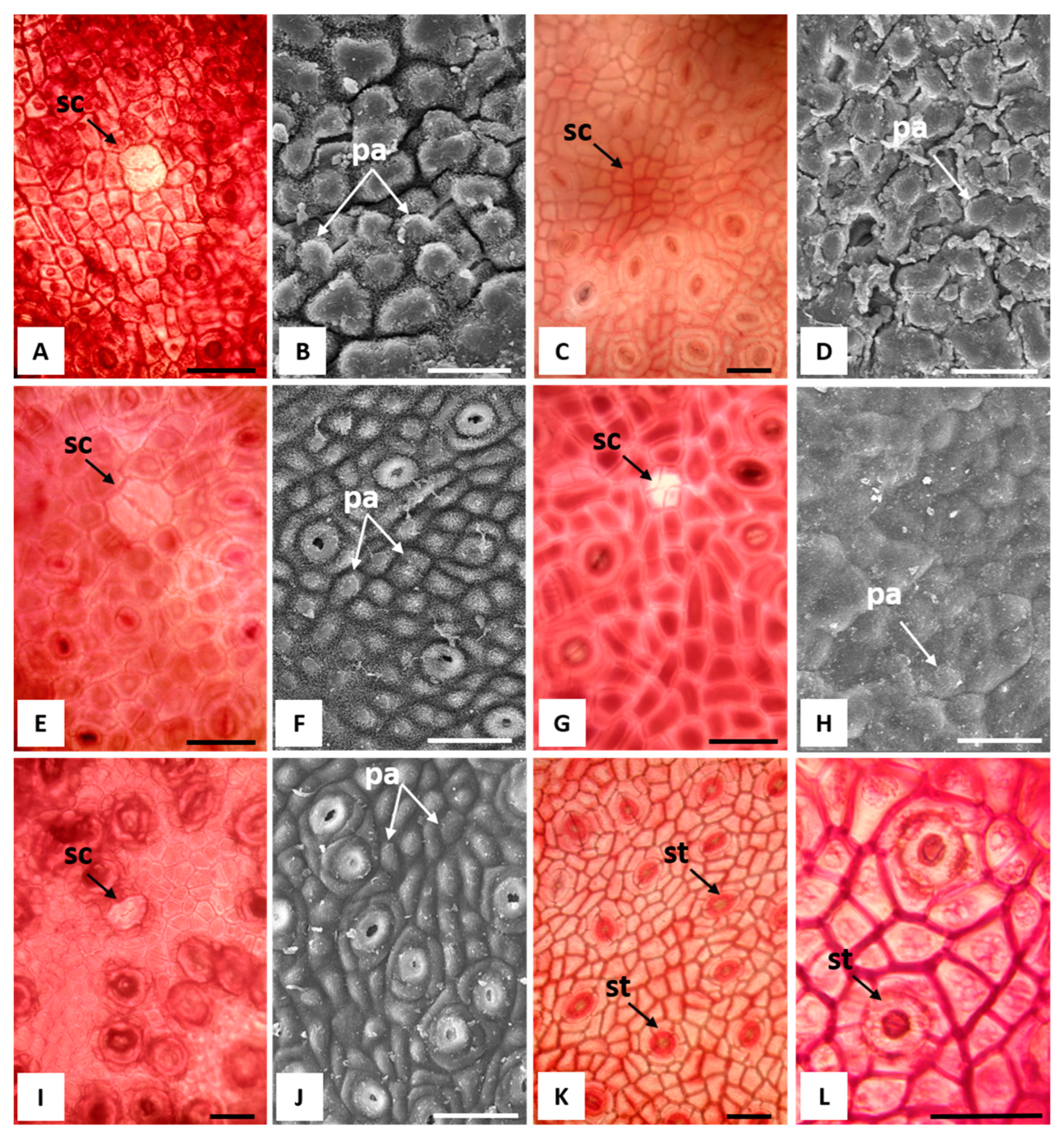 Antioxidants 12 00867 g004 Antioxidants 12 00867 g004