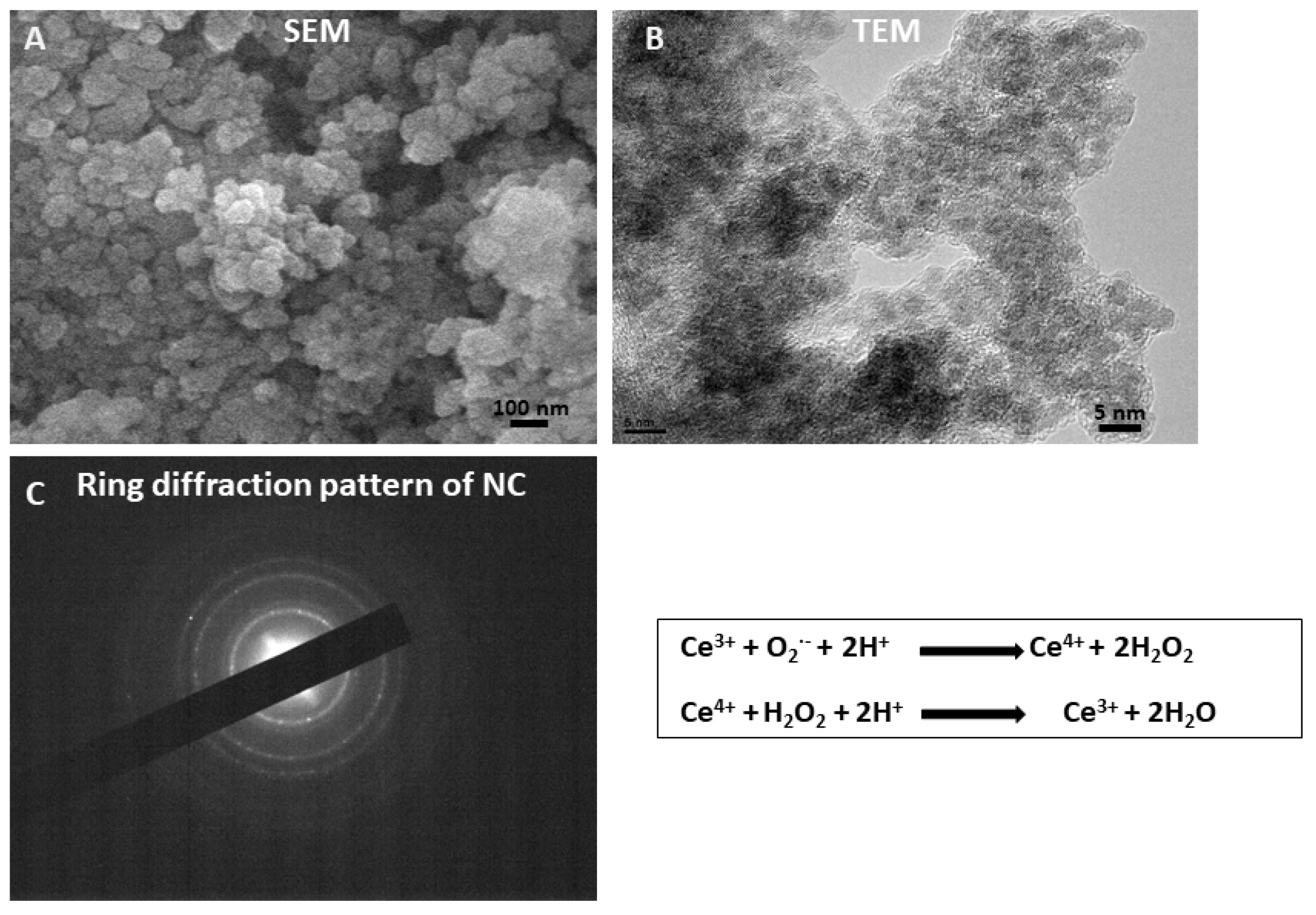 Antioxidants 12 00877 g002