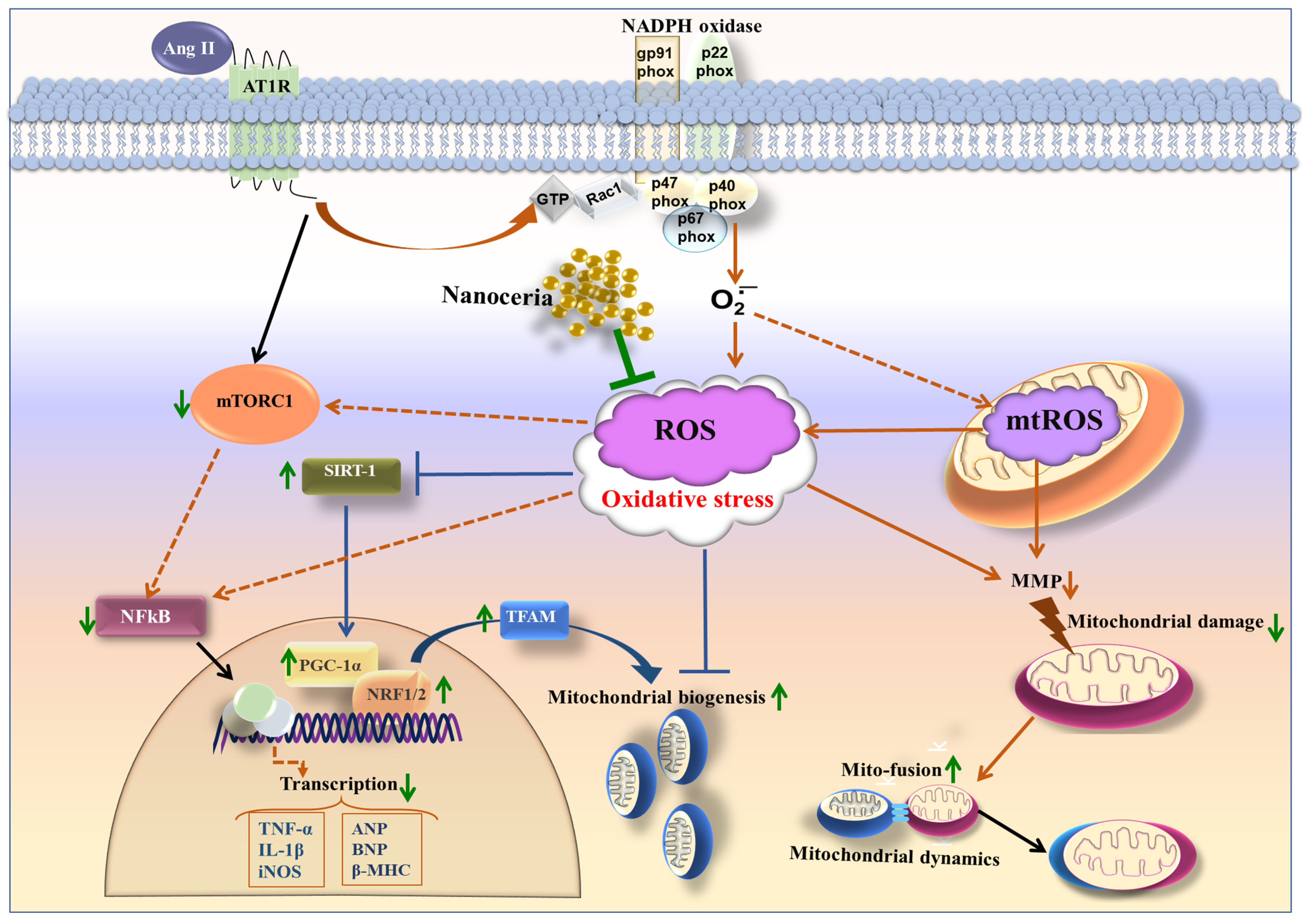 Antioxidants 12 00877 g009