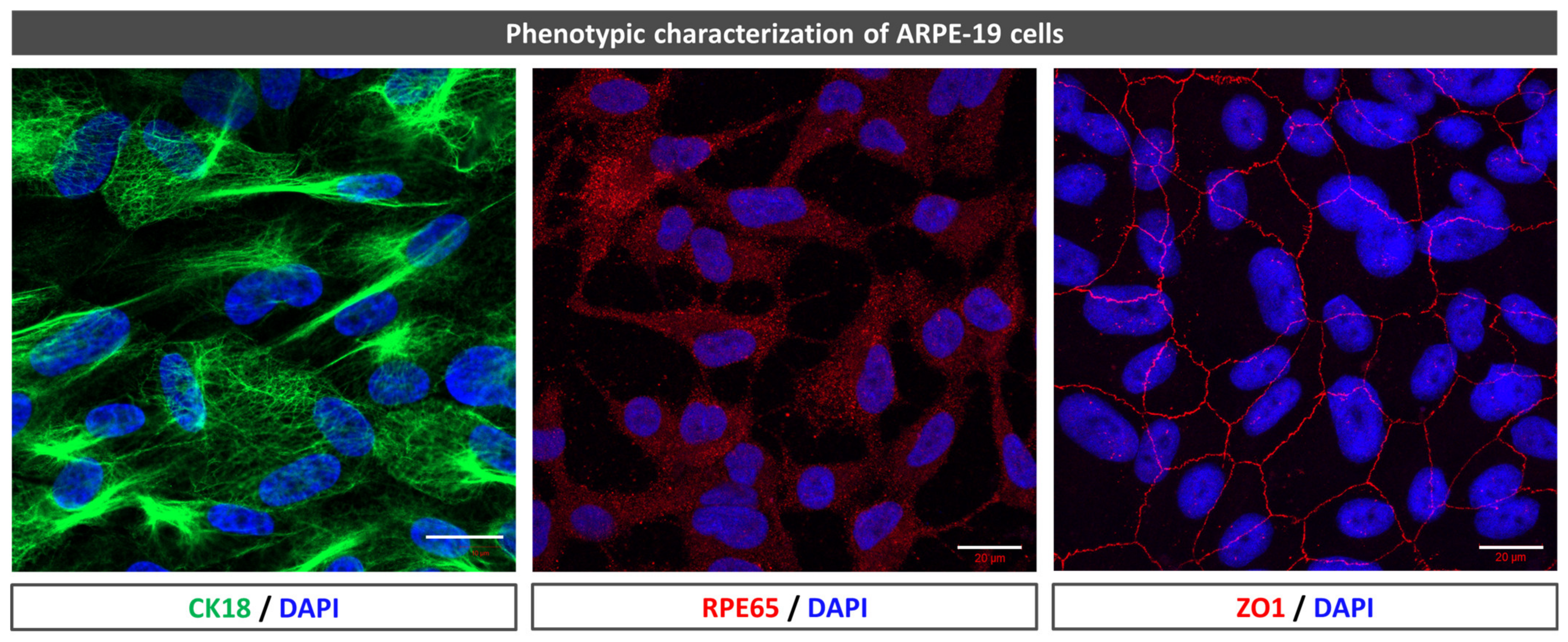 Antioxidants 12 00884 g001