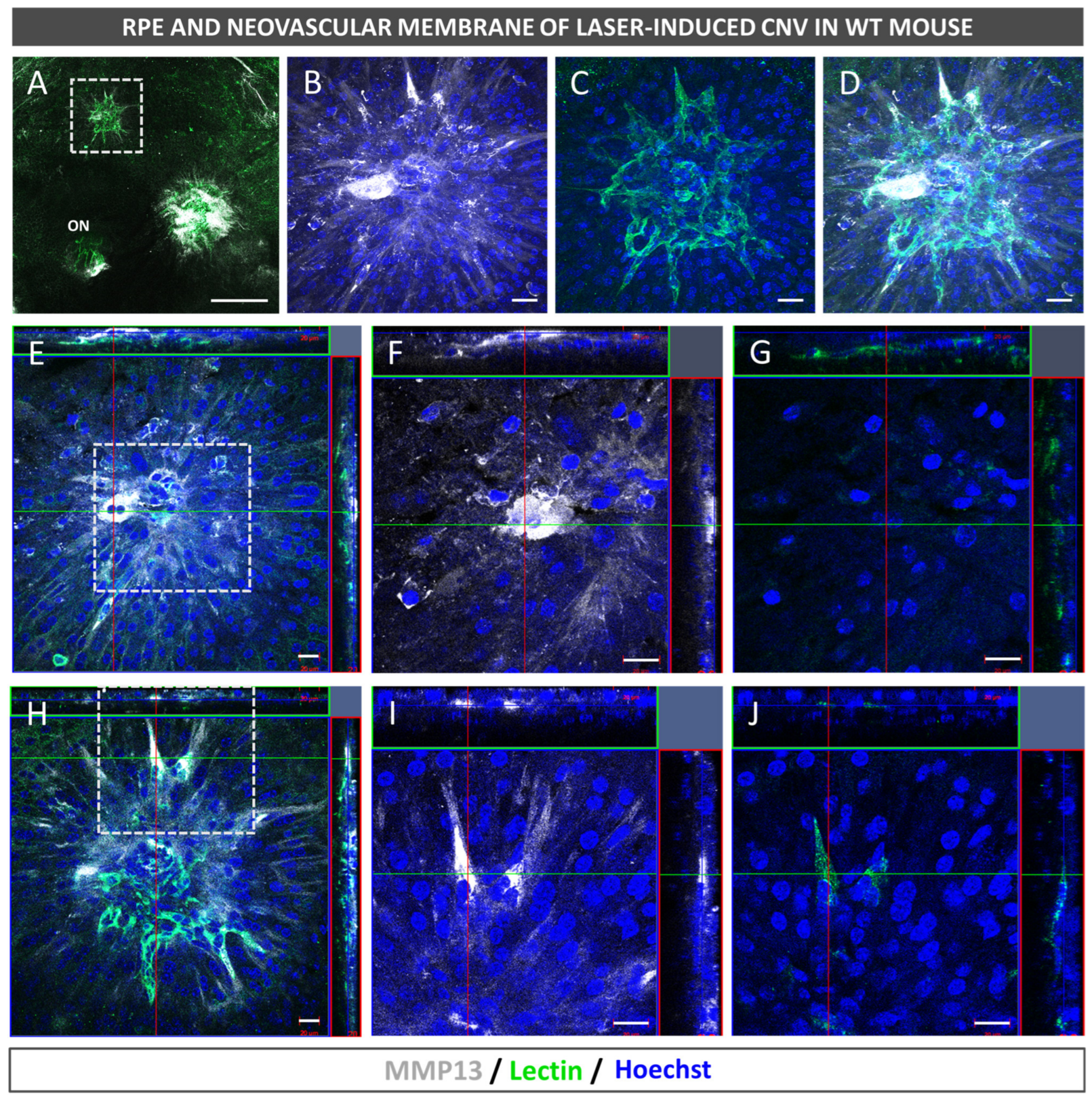 Antioxidants 12 00884 g005