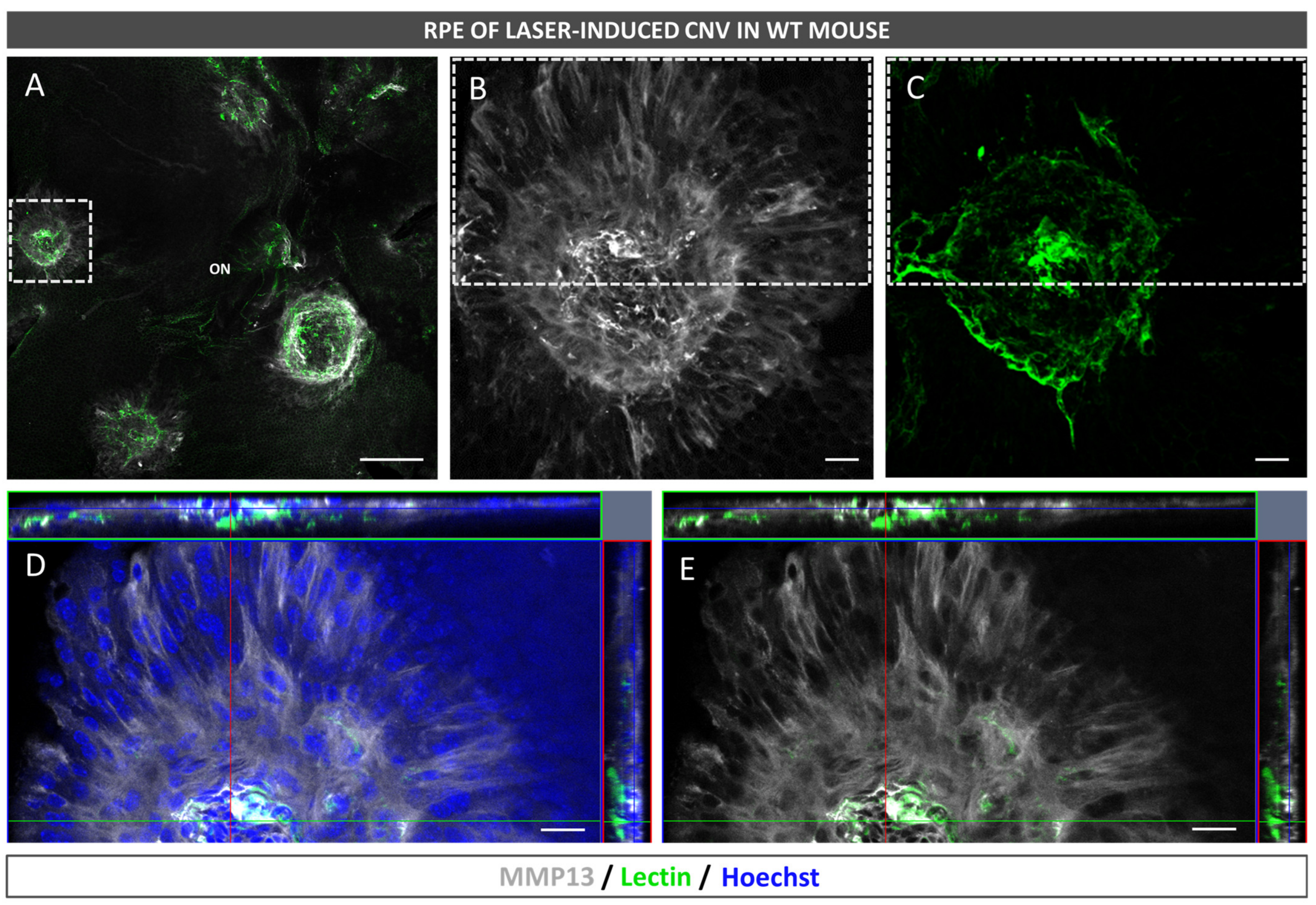 Antioxidants 12 00884 g006