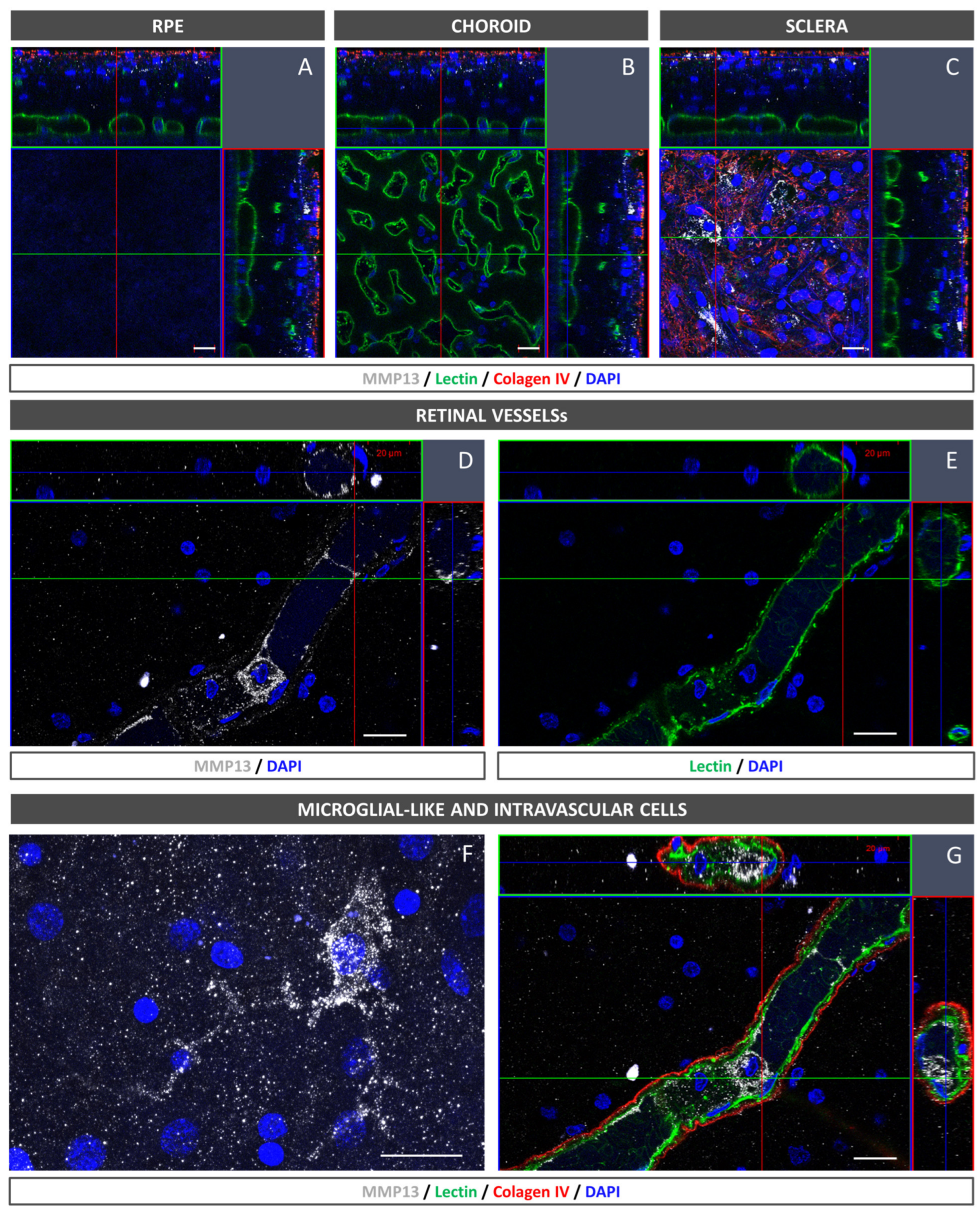 Antioxidants 12 00884 g007