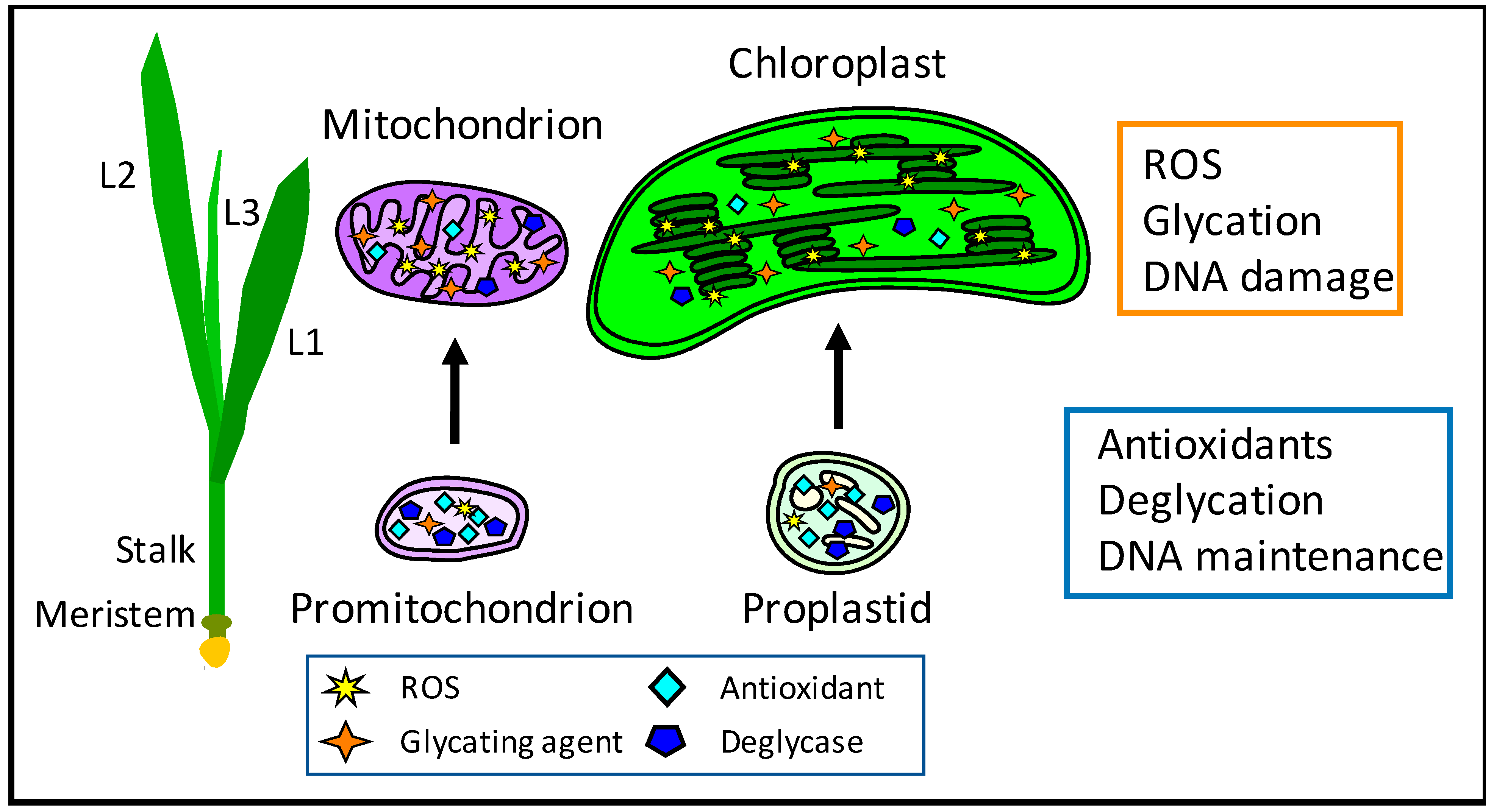 Antioxidants 12 00891 g001