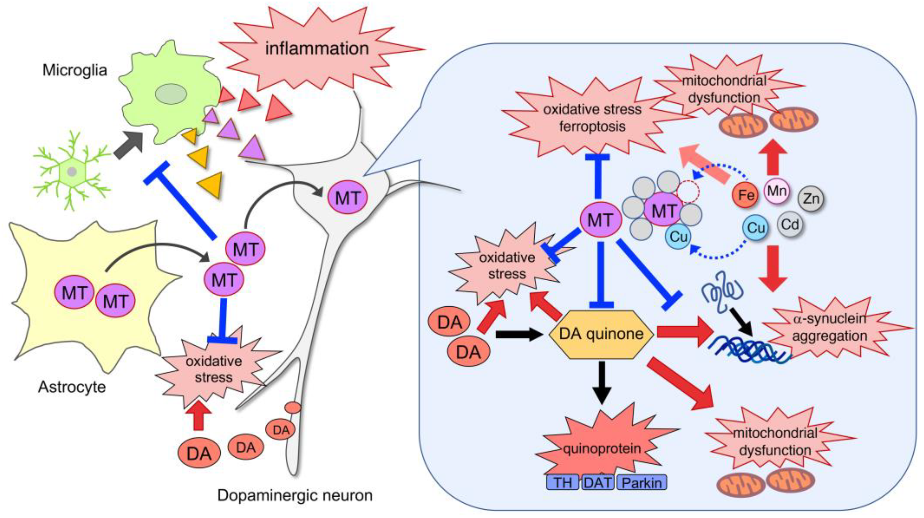 Antioxidants 12 00894 g002 Antioxidants 12 00894 g002